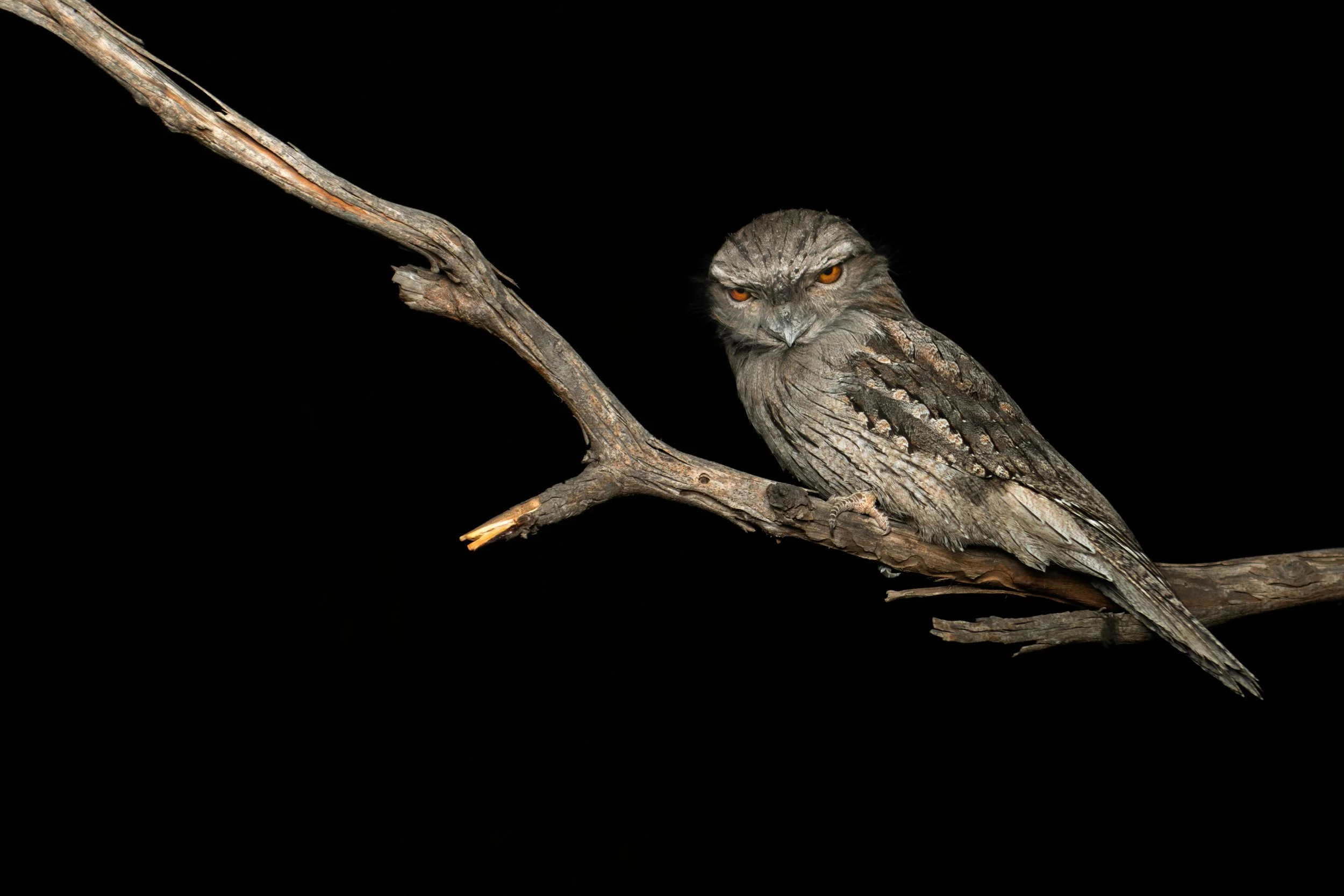 Grumpy Tawny