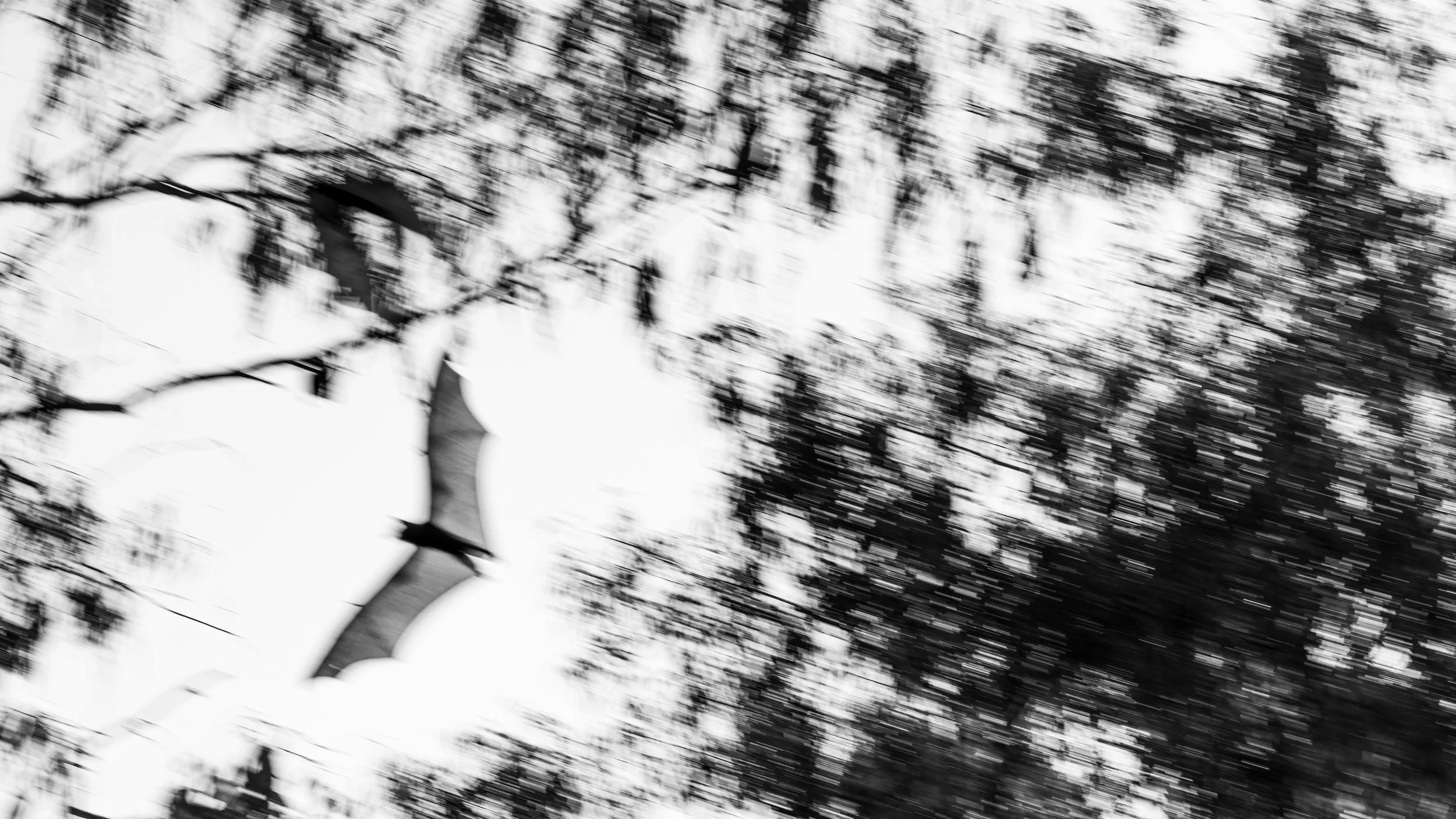 Flying foxes drinking on dusk
