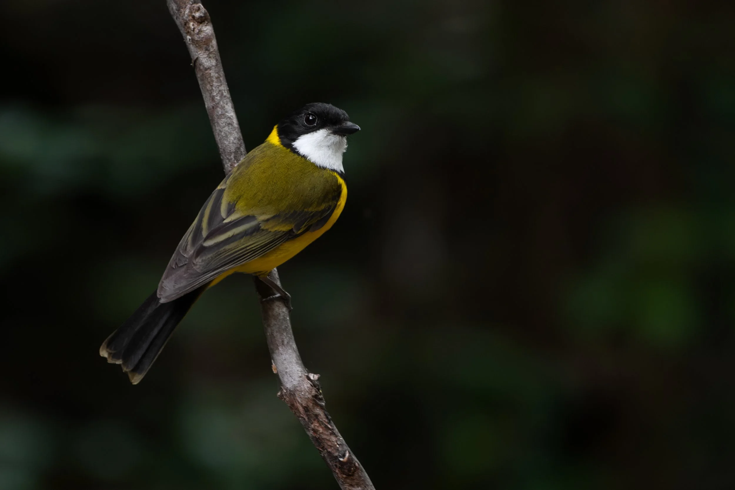 Golden Whistler