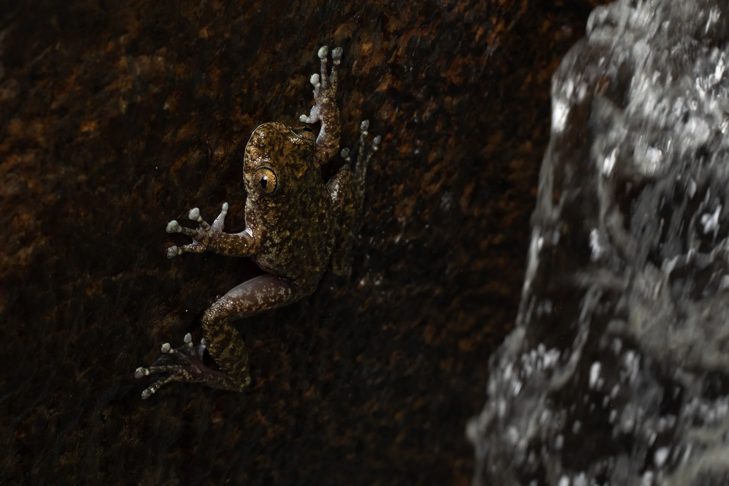 Waterfall Frog, Queensland.