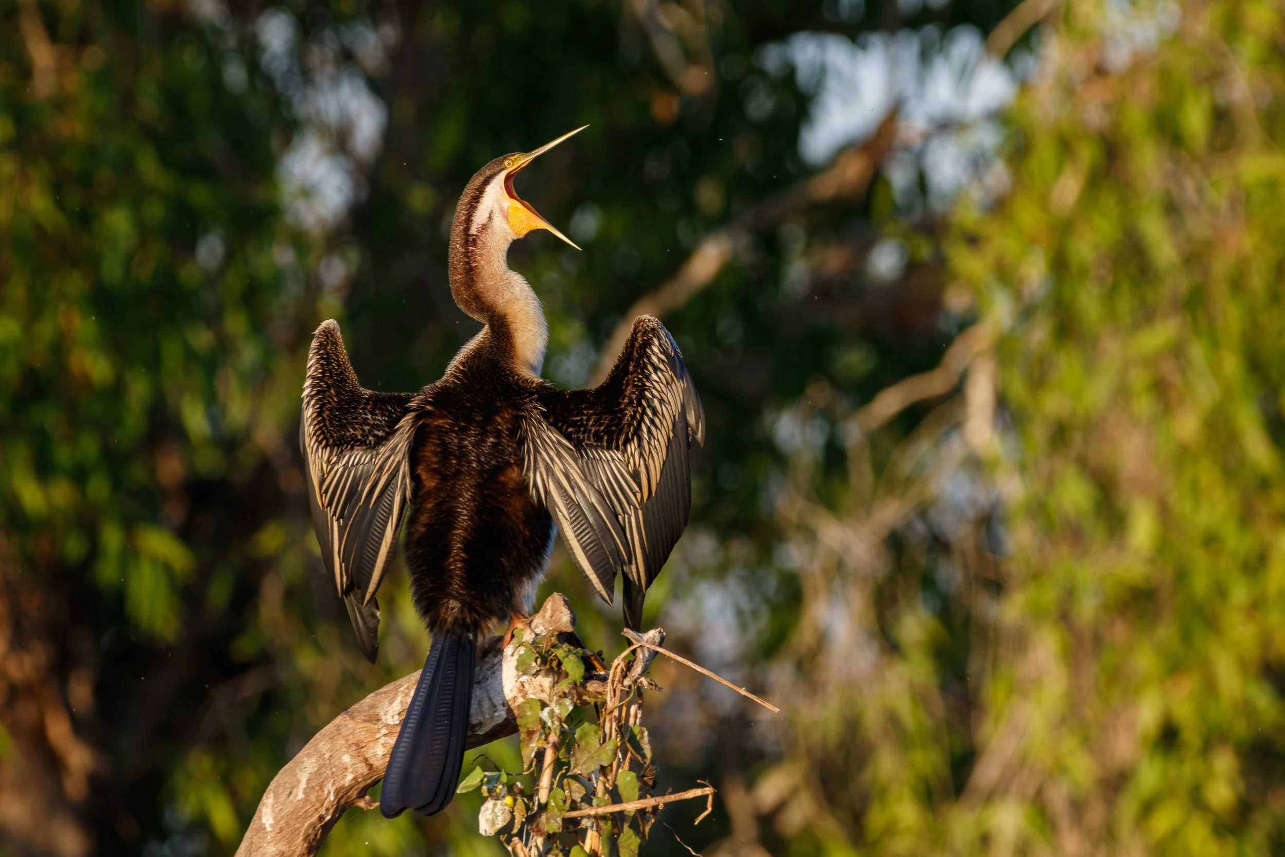 Australasian Darter, Corroboree Billabong, Northern Territory.