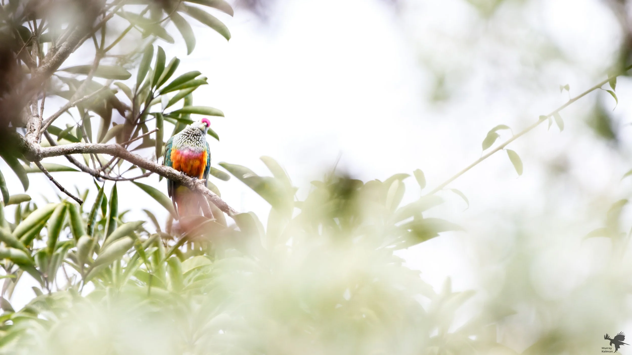 rose crowned fruit dove