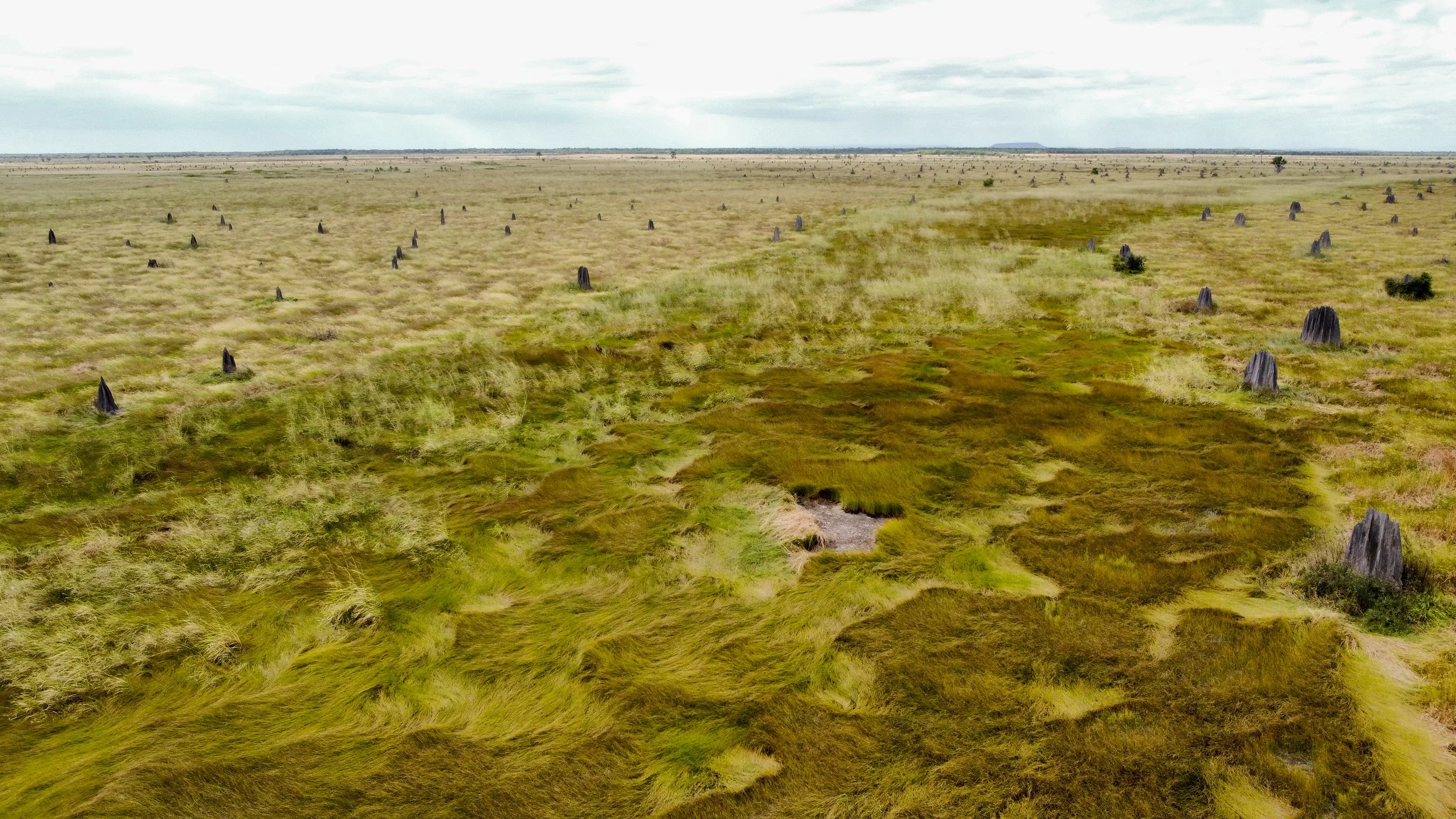 Nifold Plains, Cape York