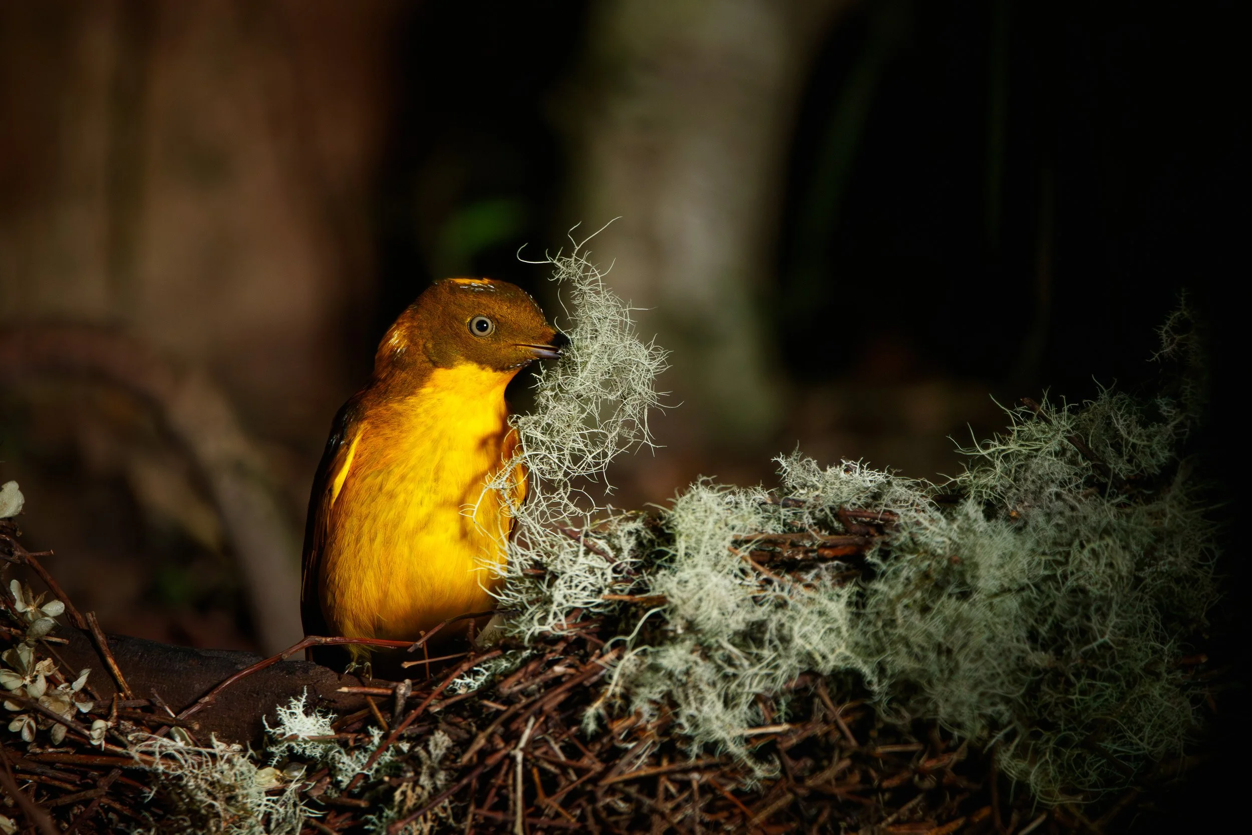 Golden Bowerbird at its bower.