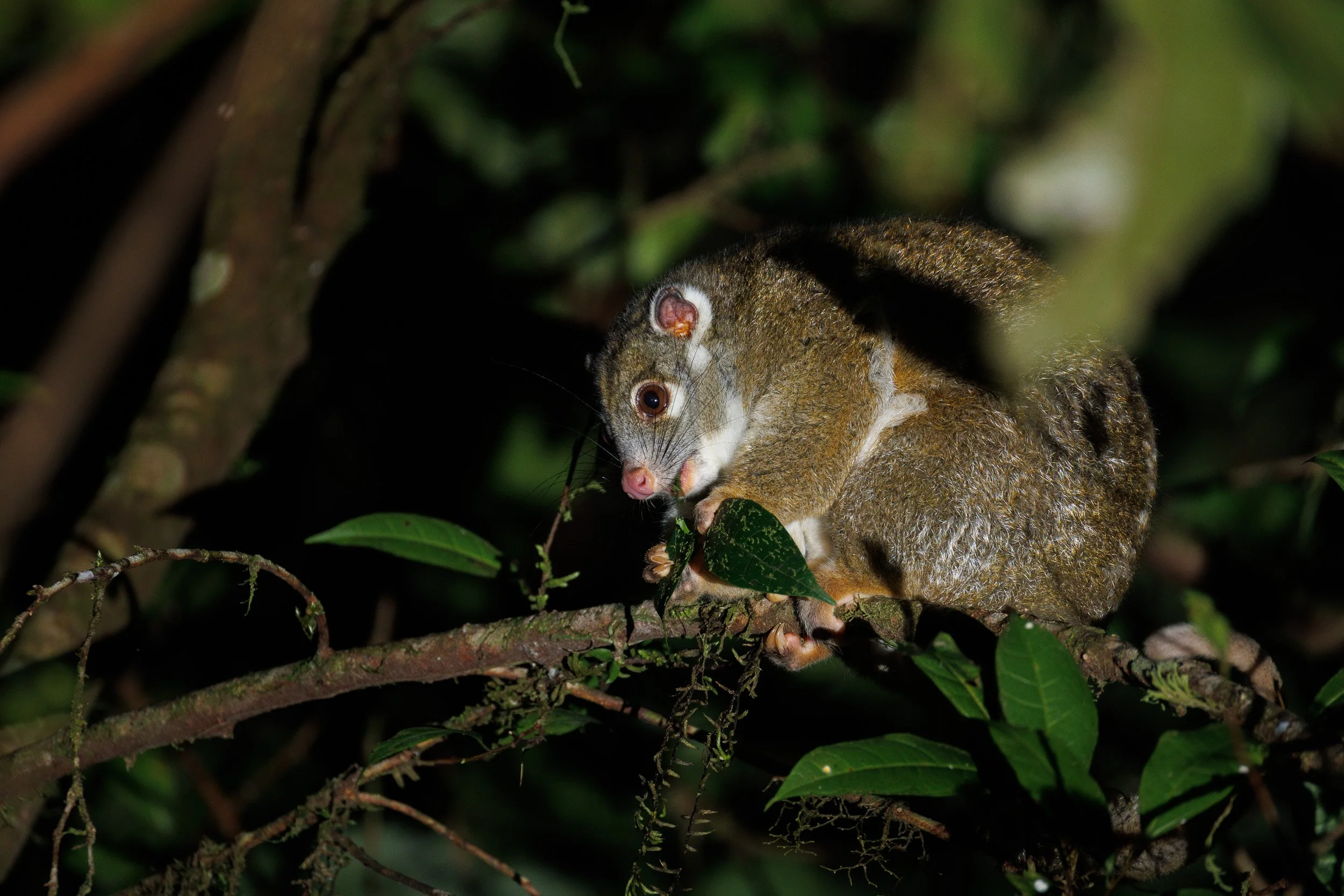 Green Ringtail Possum, Mt Lewis, Queensland.