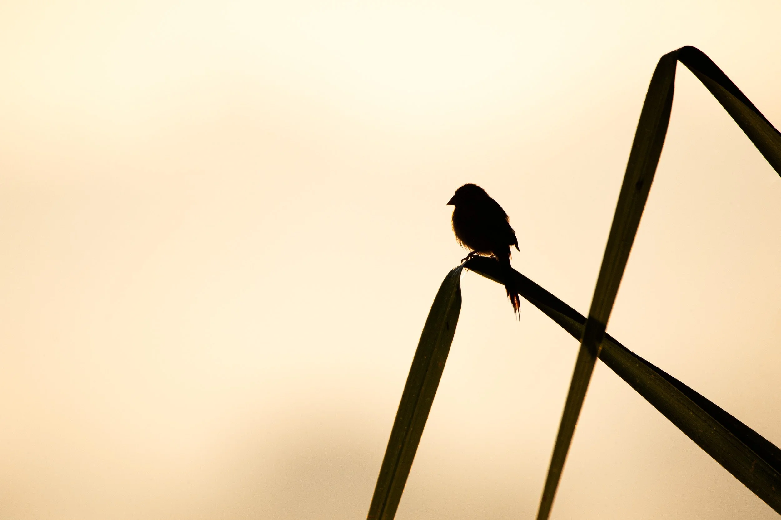 Crimson Finch, Fogg Dam, Northern Territory.