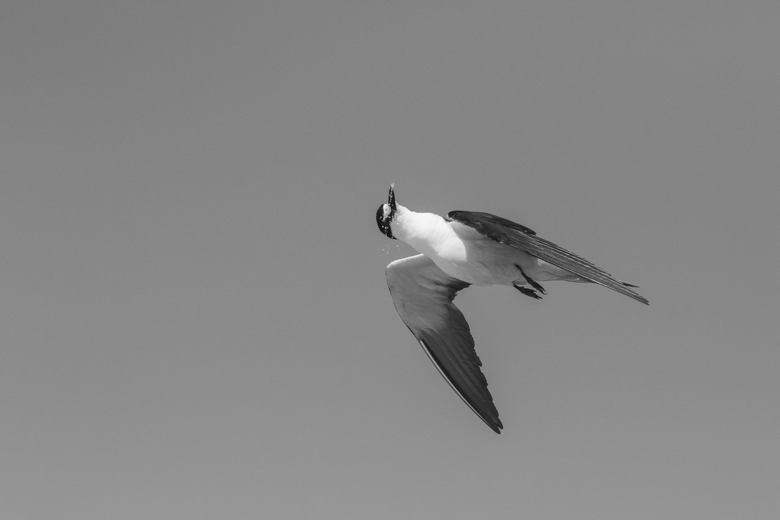 Sooty Tern, Ashmore Reef, Timor Sea.