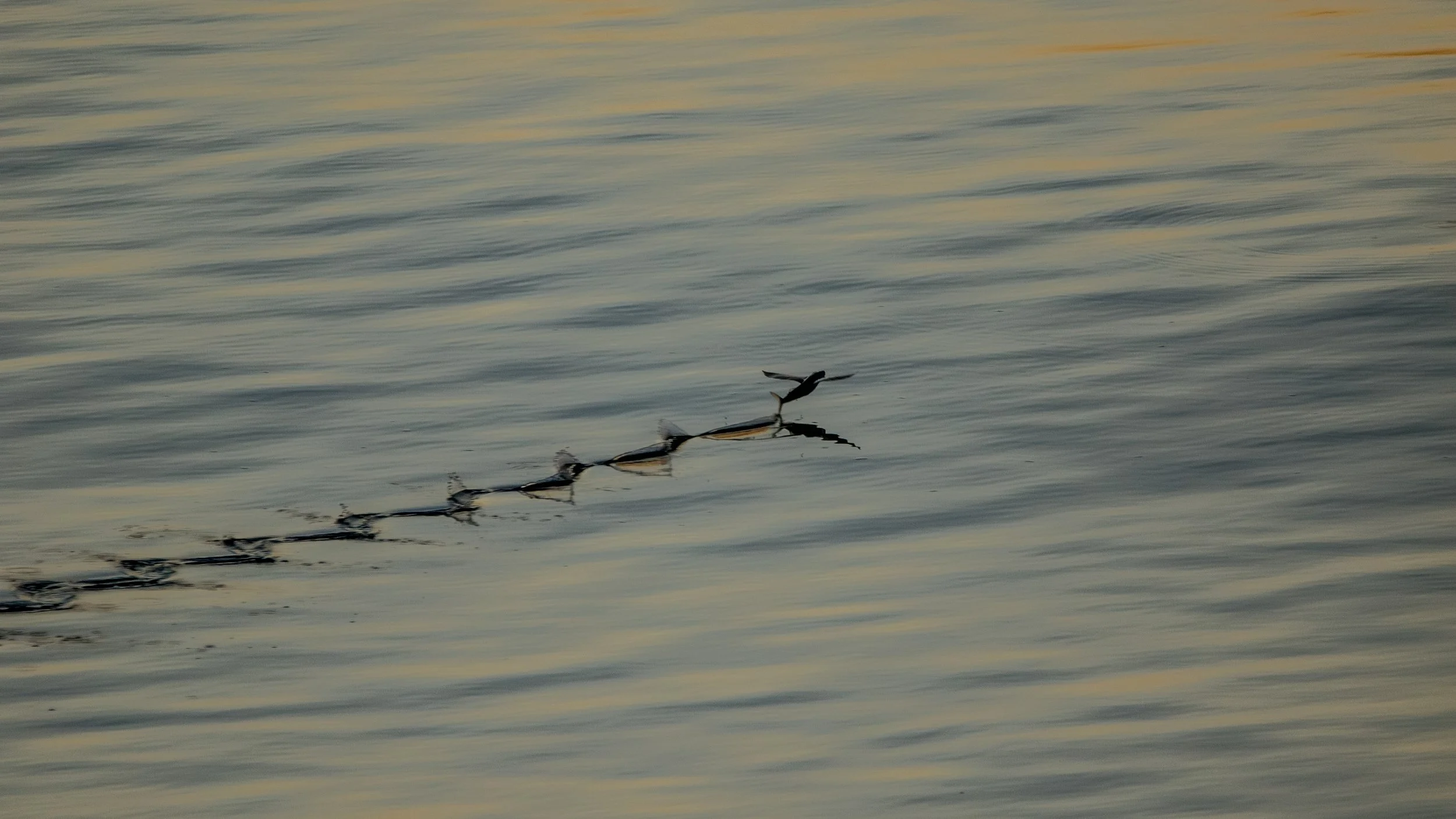 A flying fish at Ashmore Reef