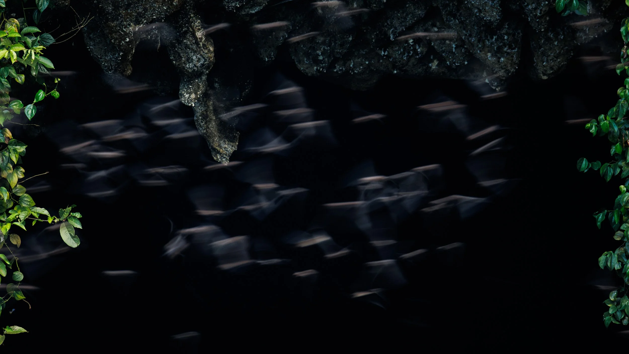 Wrinkle-lipped Free-tailed Bats, Gomantong Caves, Borneo, Malaysia.