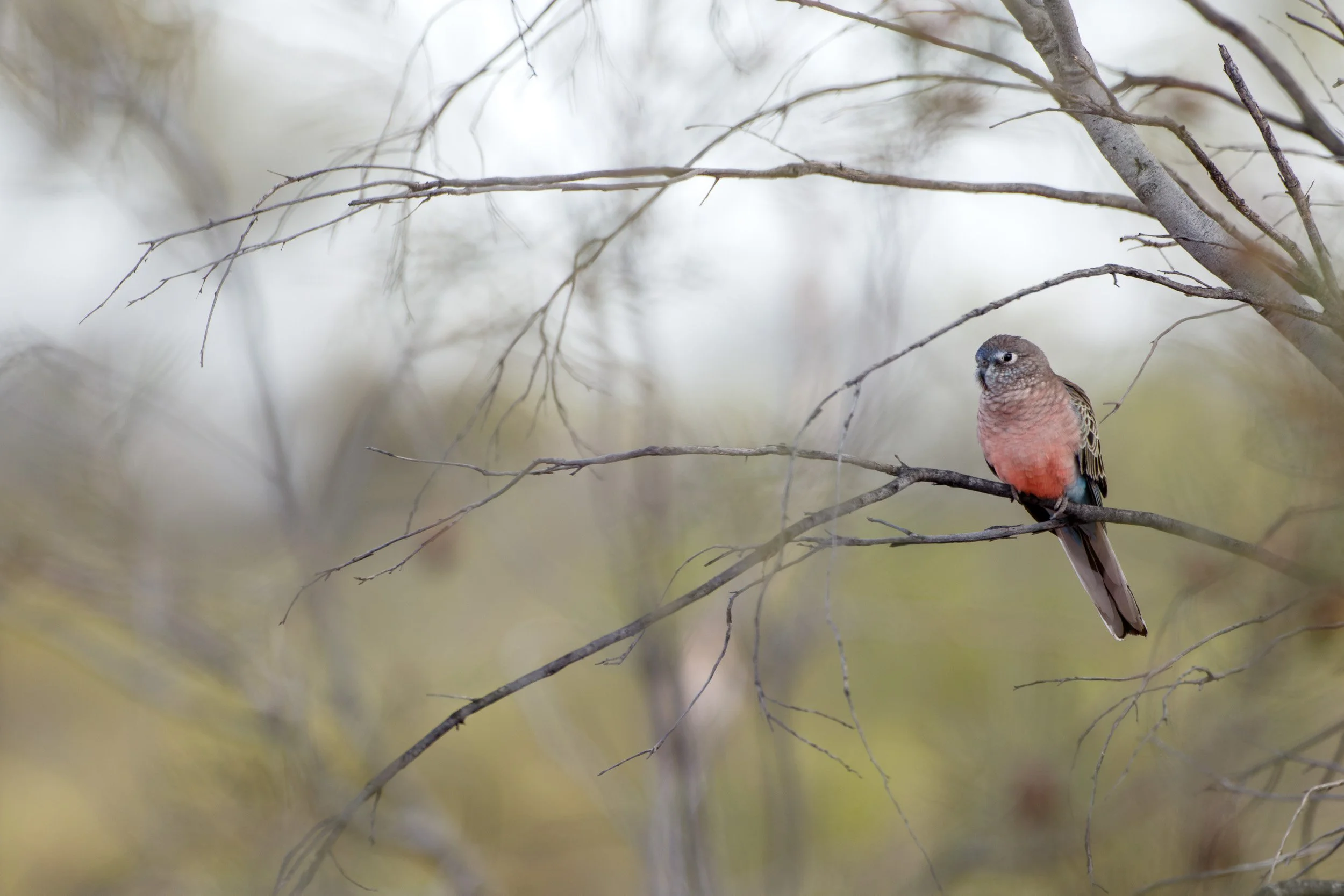 Bourke's Parrot, Currawinya National Park, Queensland.