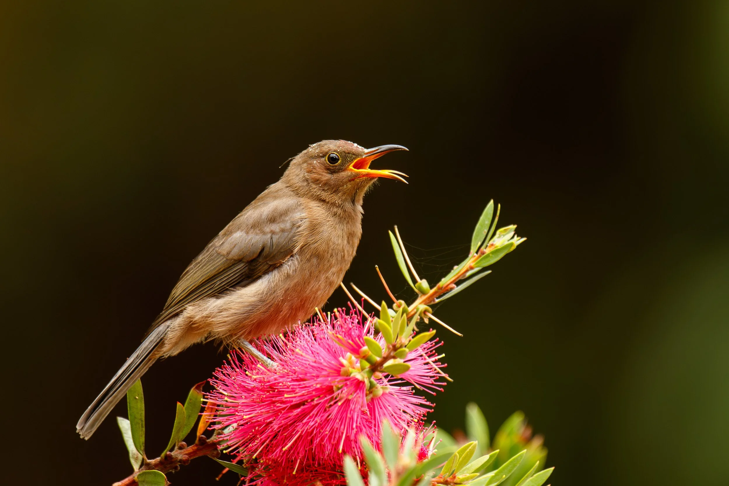 Dusky Honeyeater, Kuranda, Queensland.