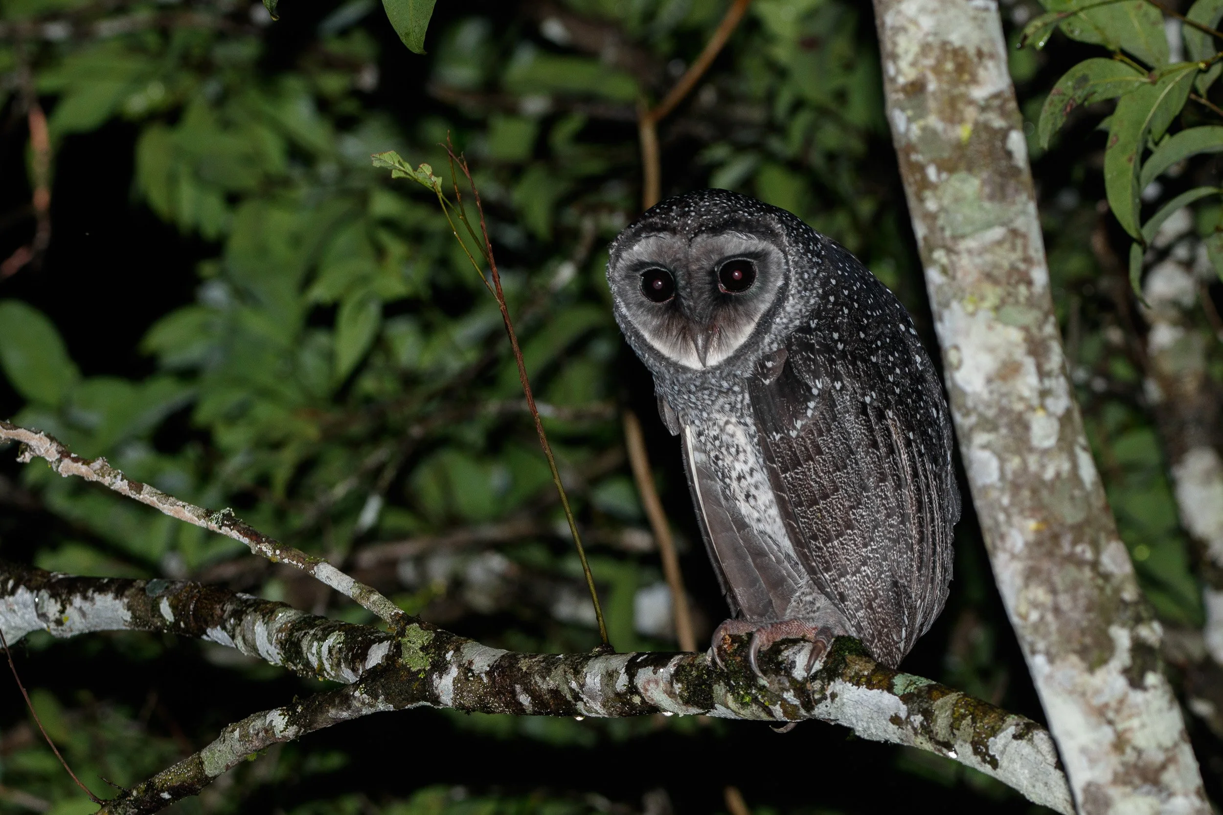 Lesser Sooty Owl, Queensland.