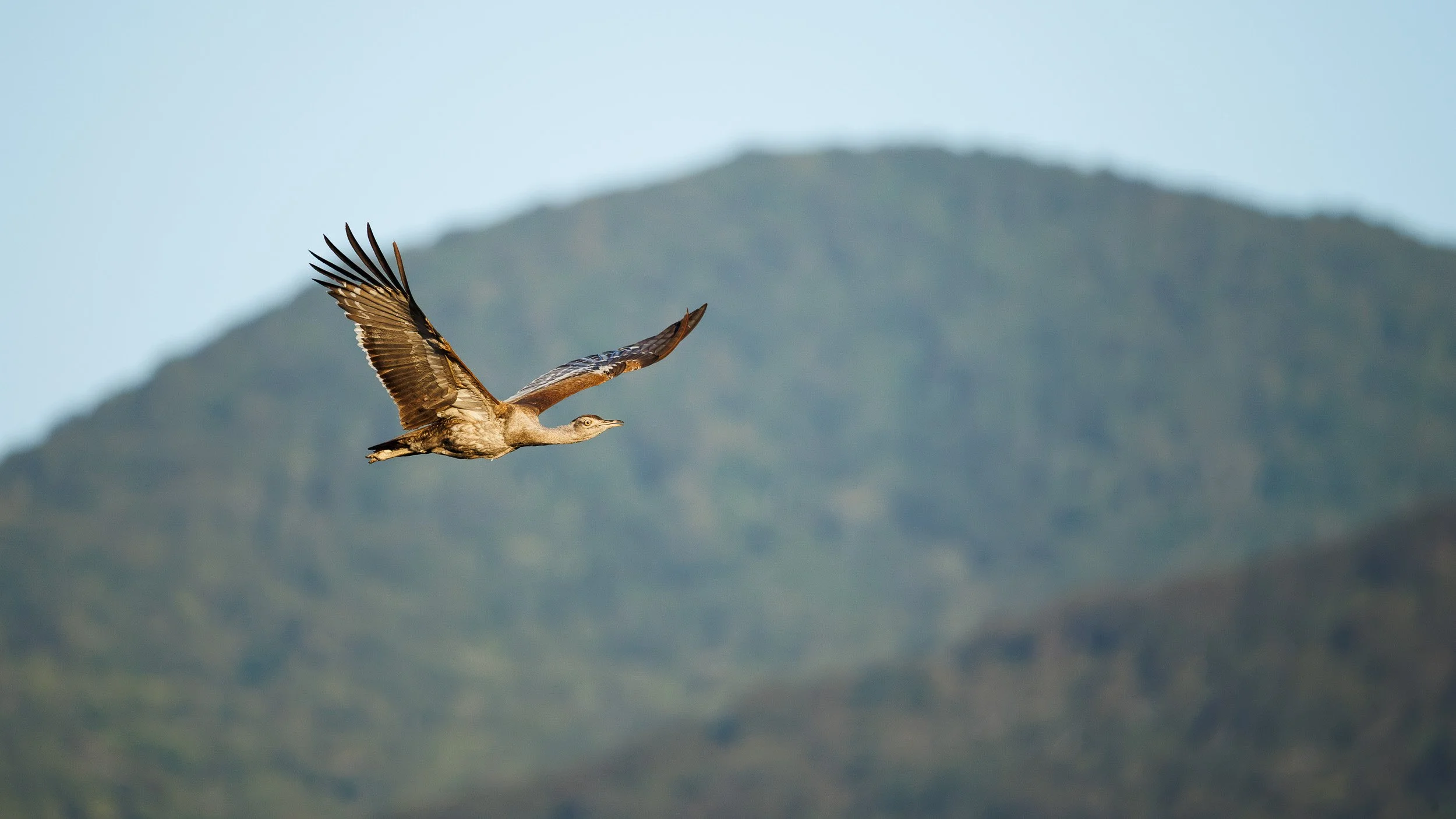 Australian Bustard, Mt Carbine, Queensland.
