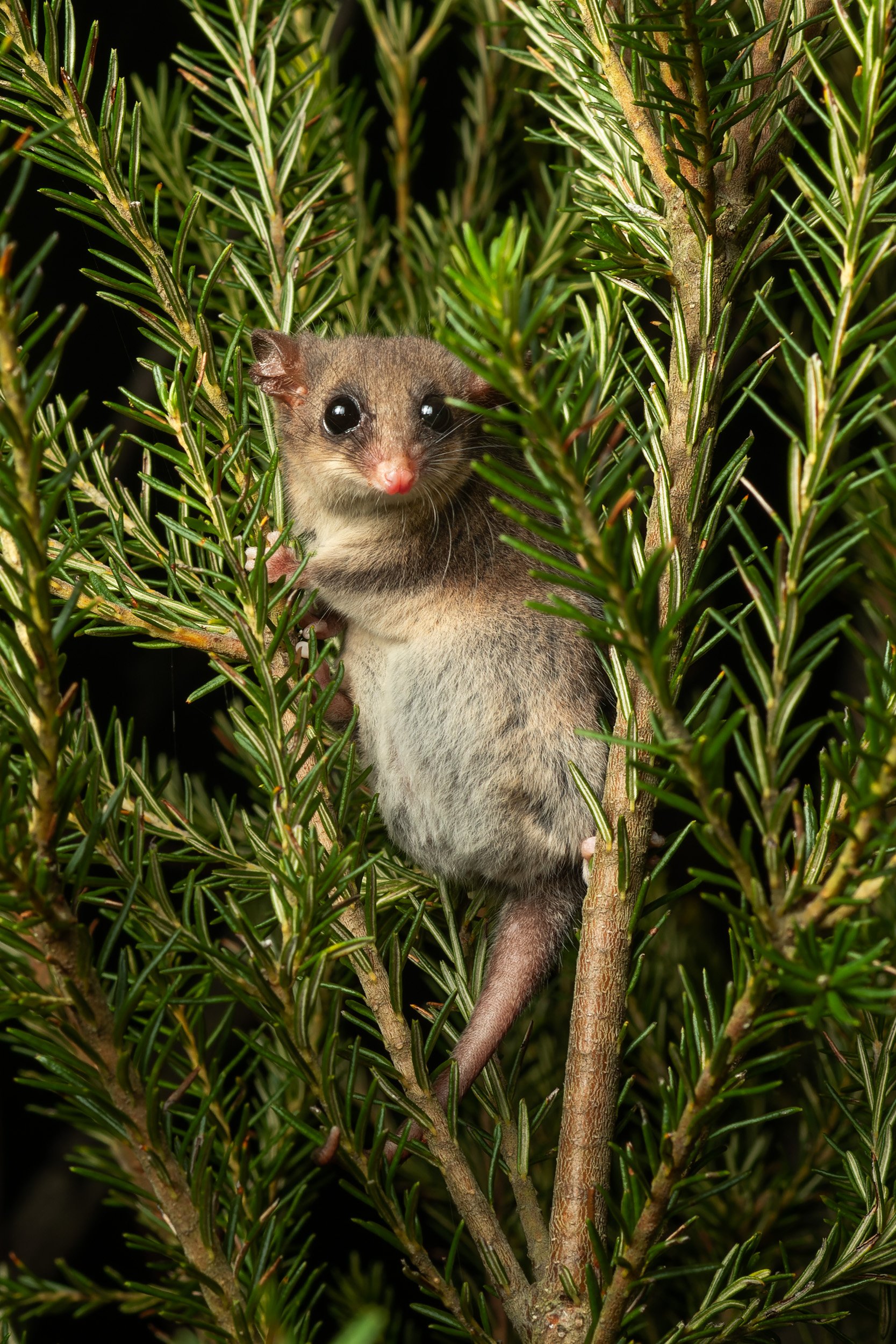 Eastern Pygmy-possum, Darkes Forest, New South Wales.