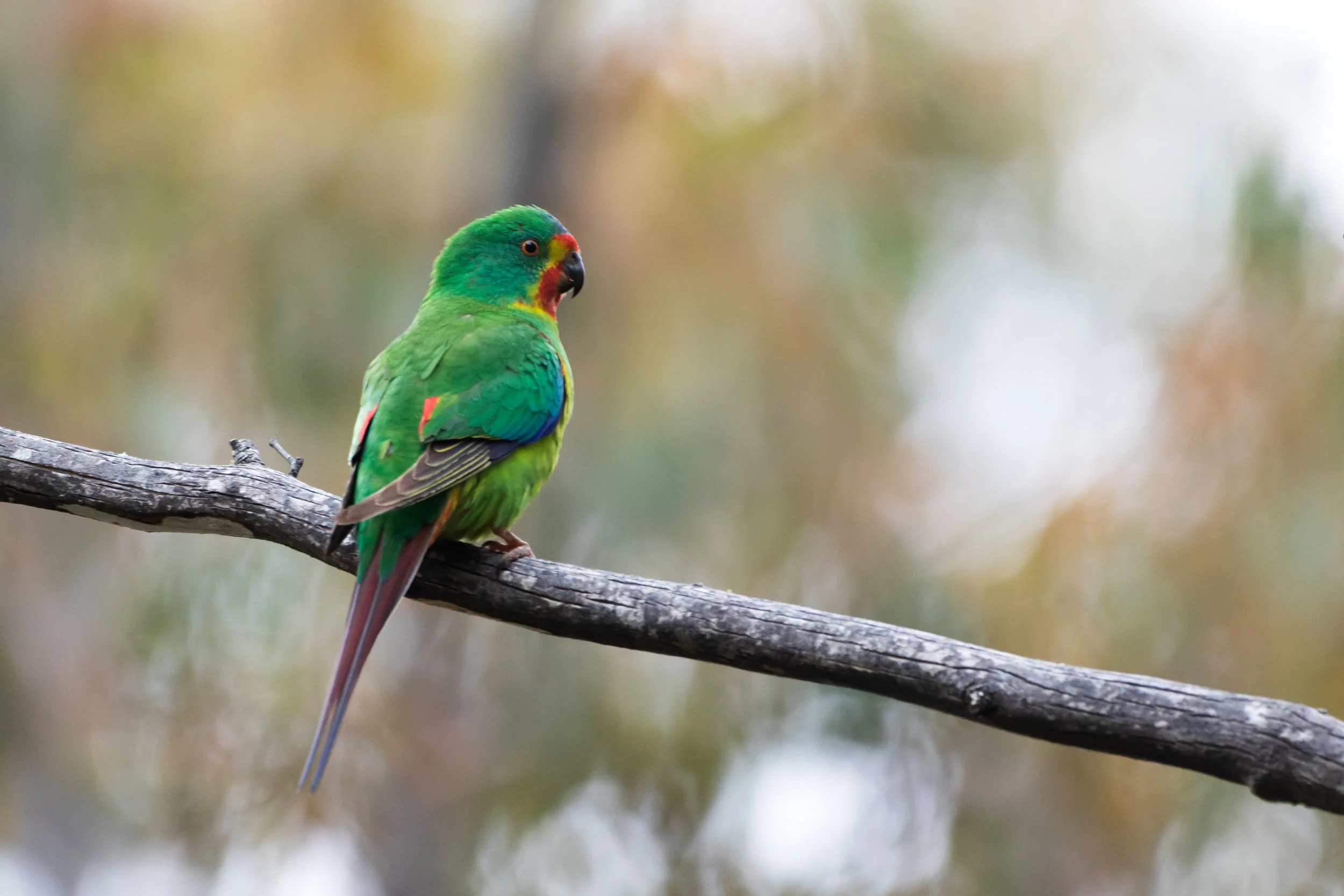 Critically endangered Swift Parrot