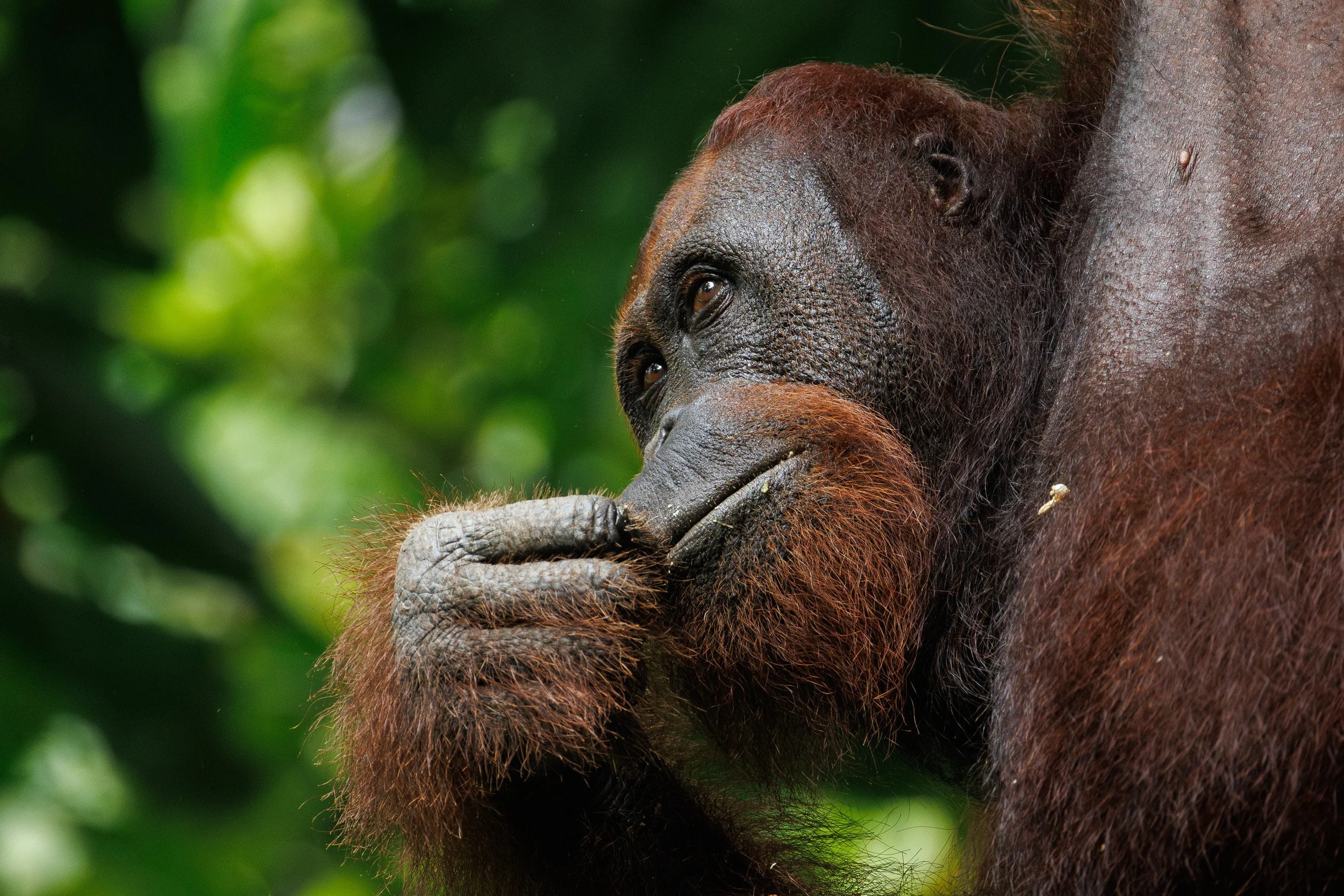 Bornean Orangutan, Danum Valley, Borneo, Malaysia.