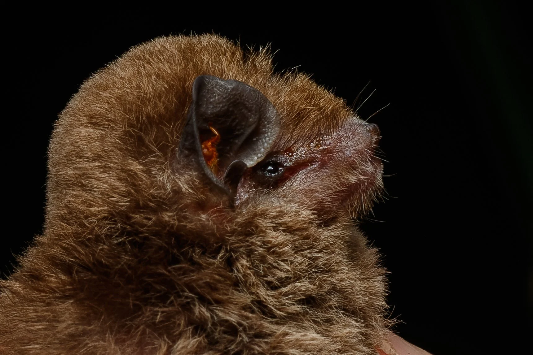 Little Bent-winged Bat, Smiths Lake, New South Wales.