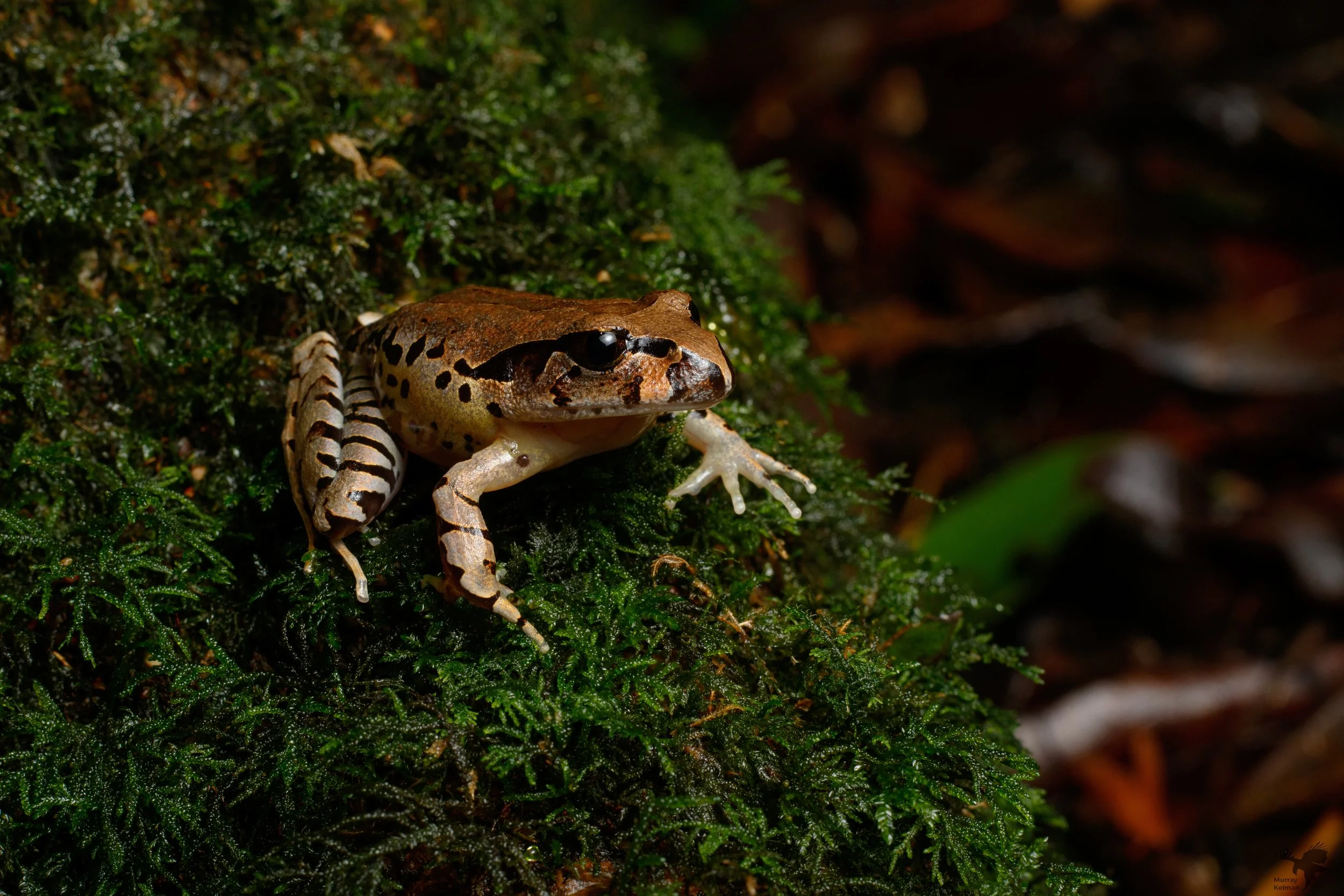 Critically endangered Fleay's Barred Frog