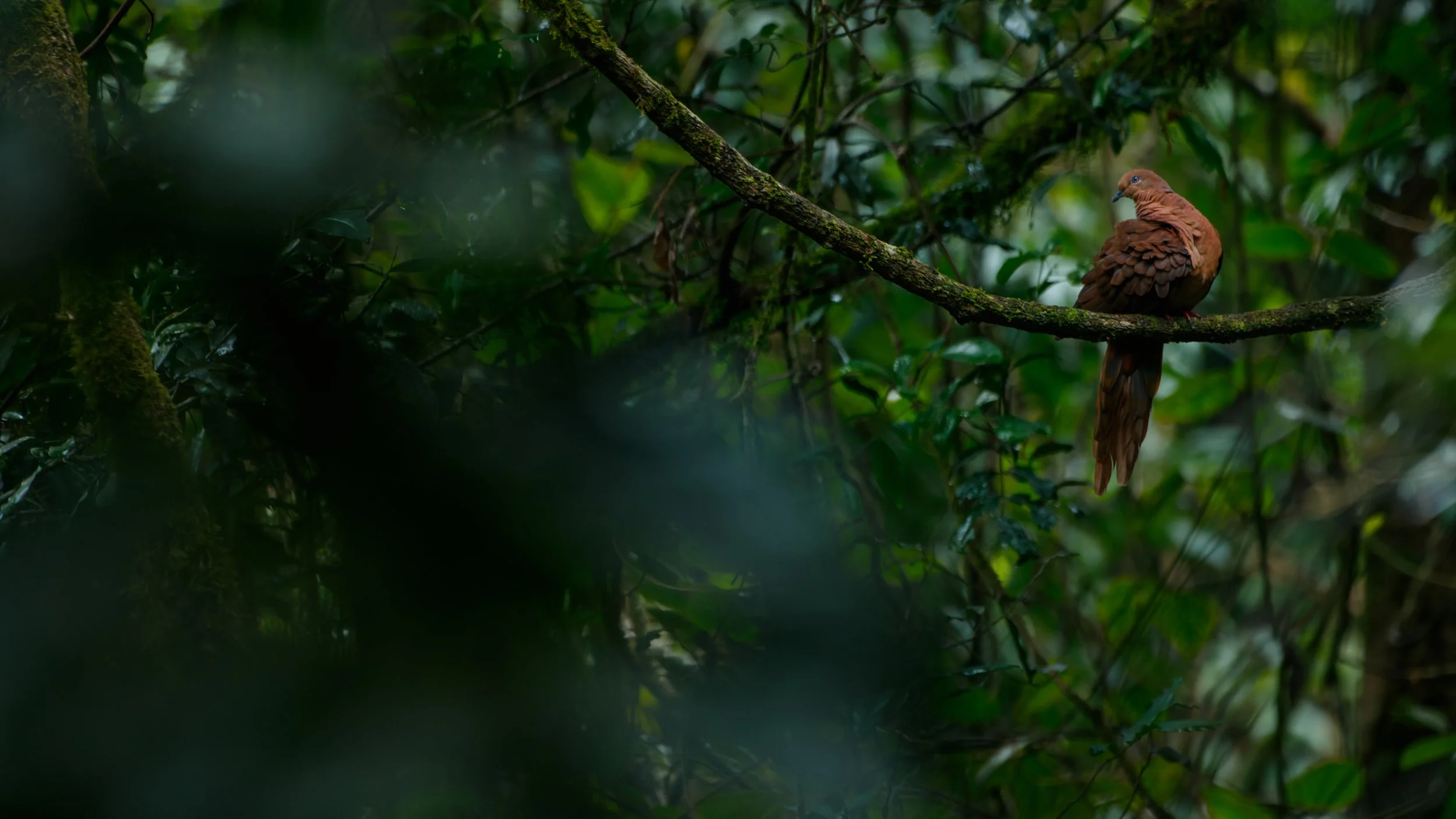 Brown cuckoo dove