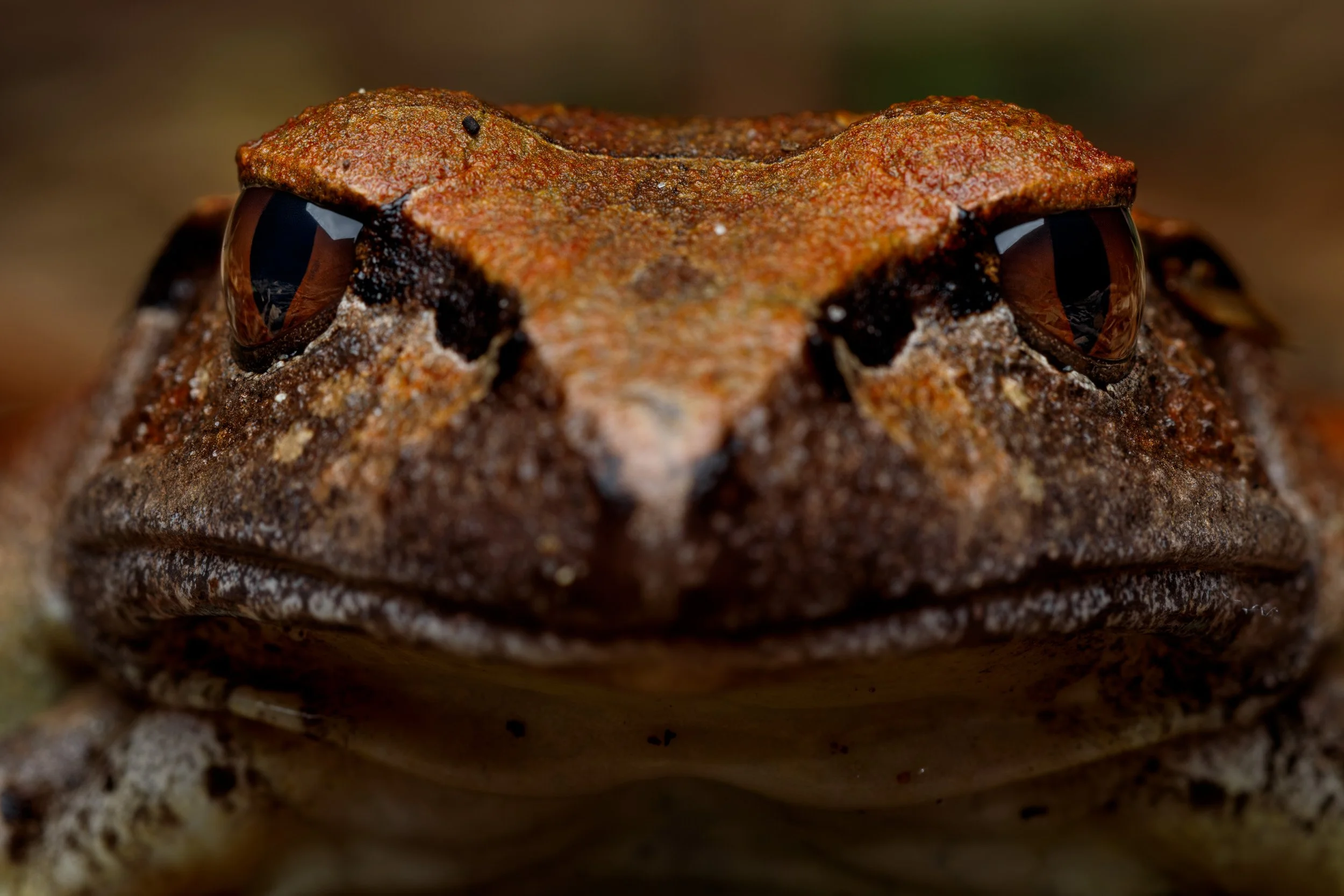 Fleay's Barred Frog, Queensland.