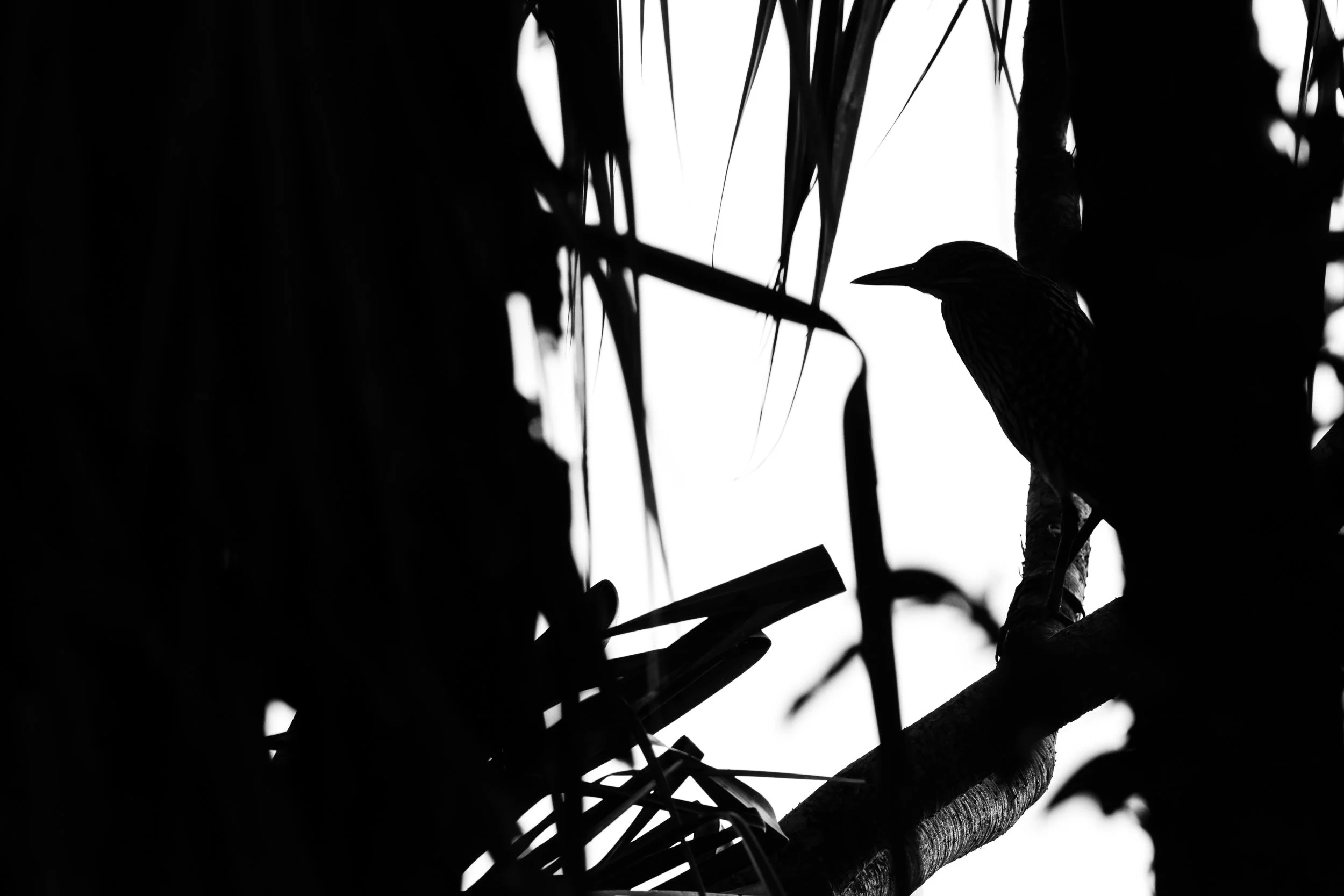Nankeen Night-Heron, Fogg Dam, Northern Territory.