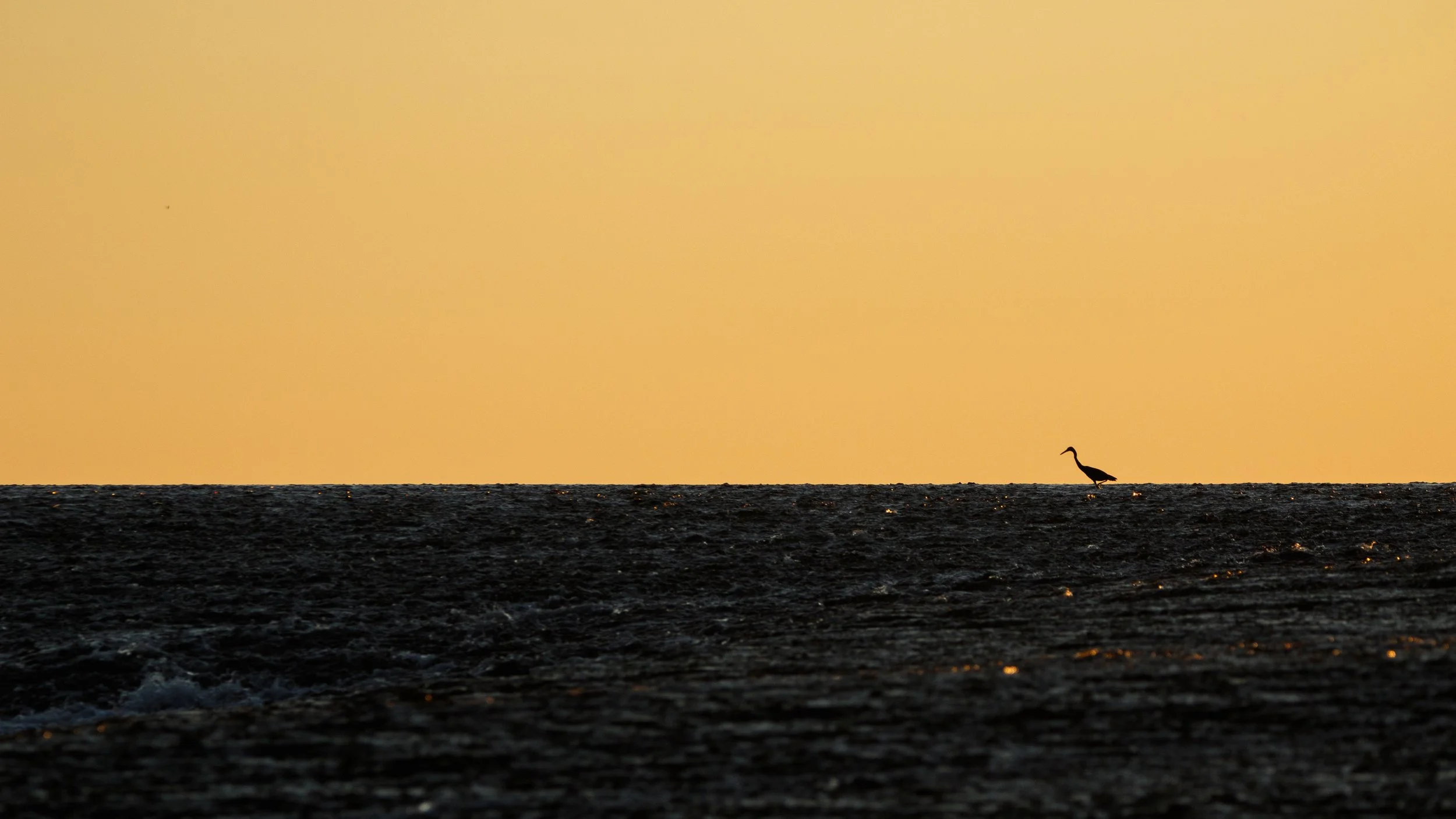Reef egret on montgomery reef