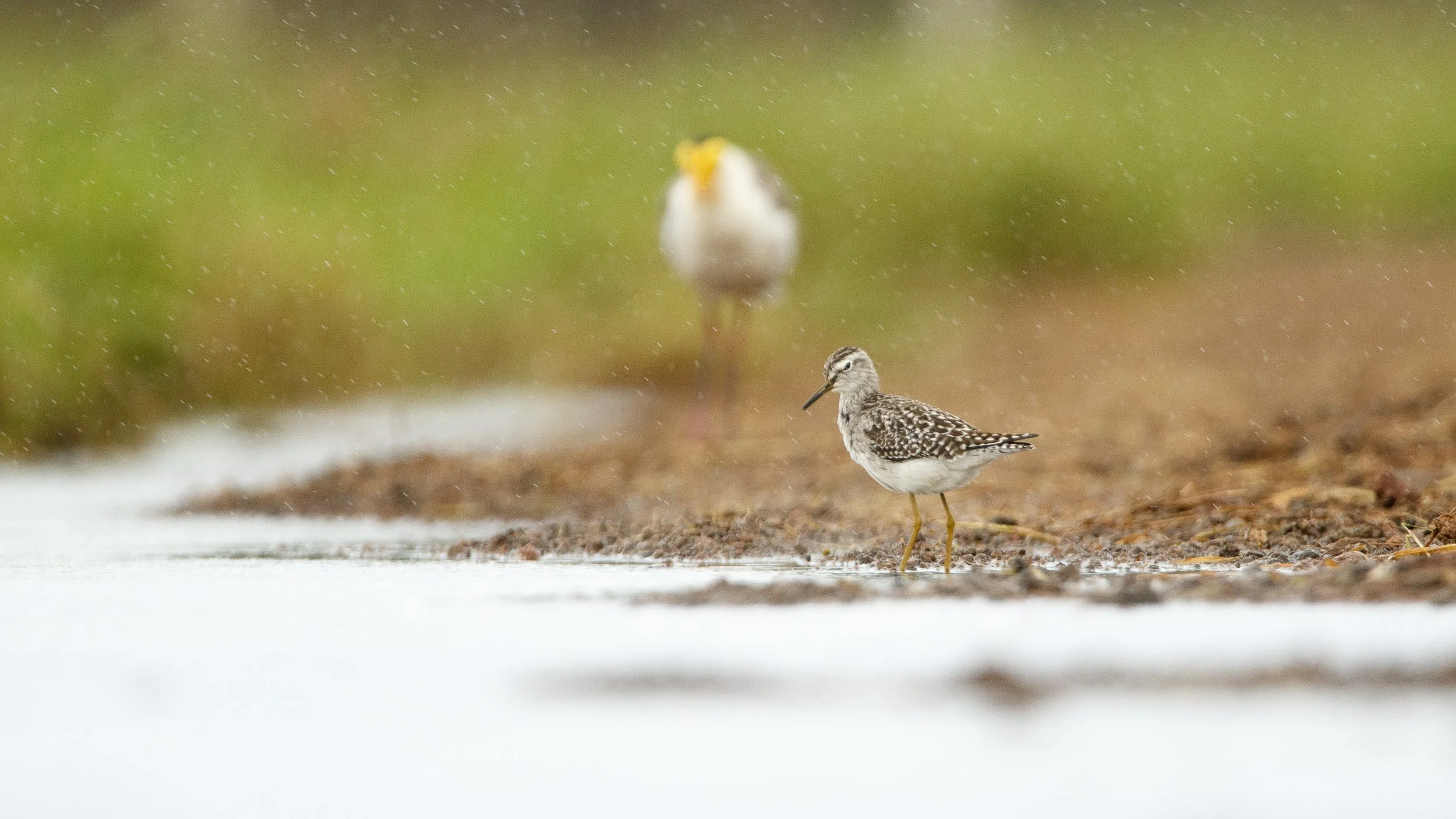 Wood Sandpiper, Queensland.