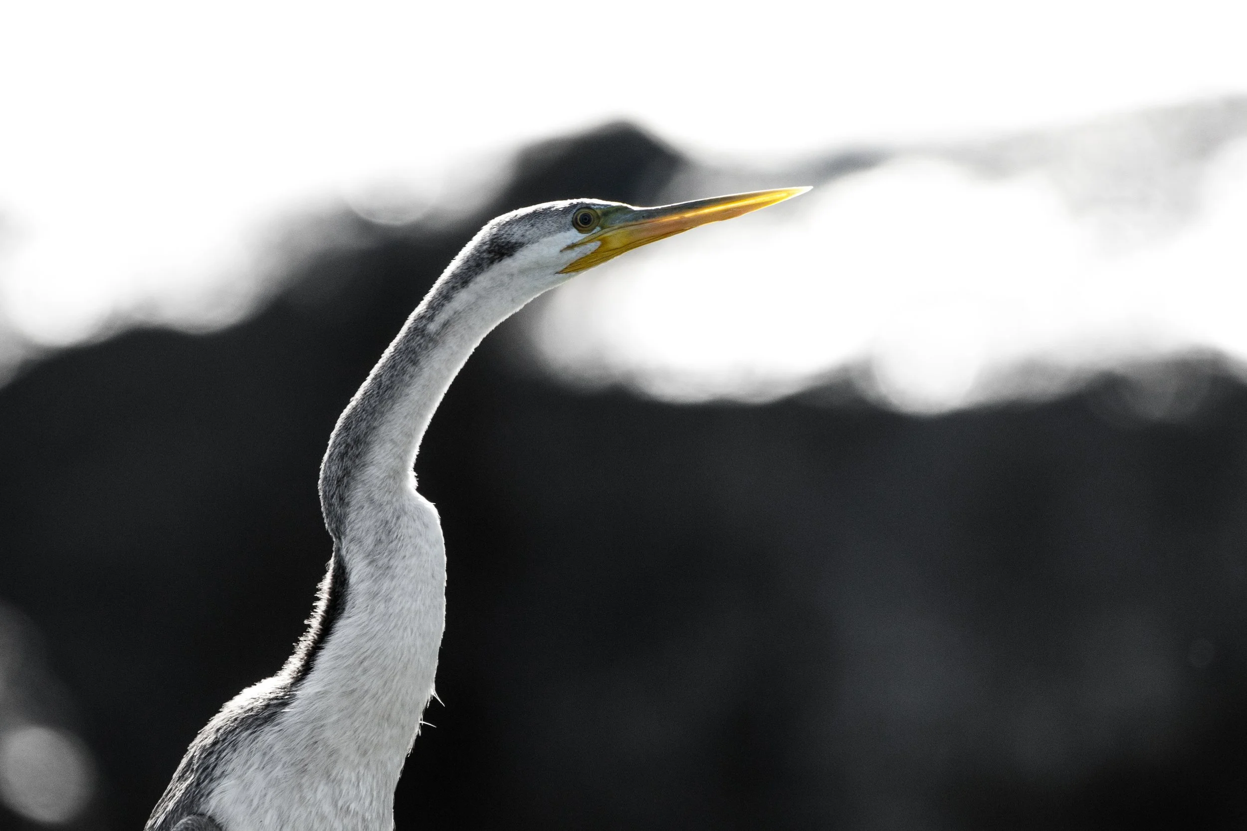 Darter