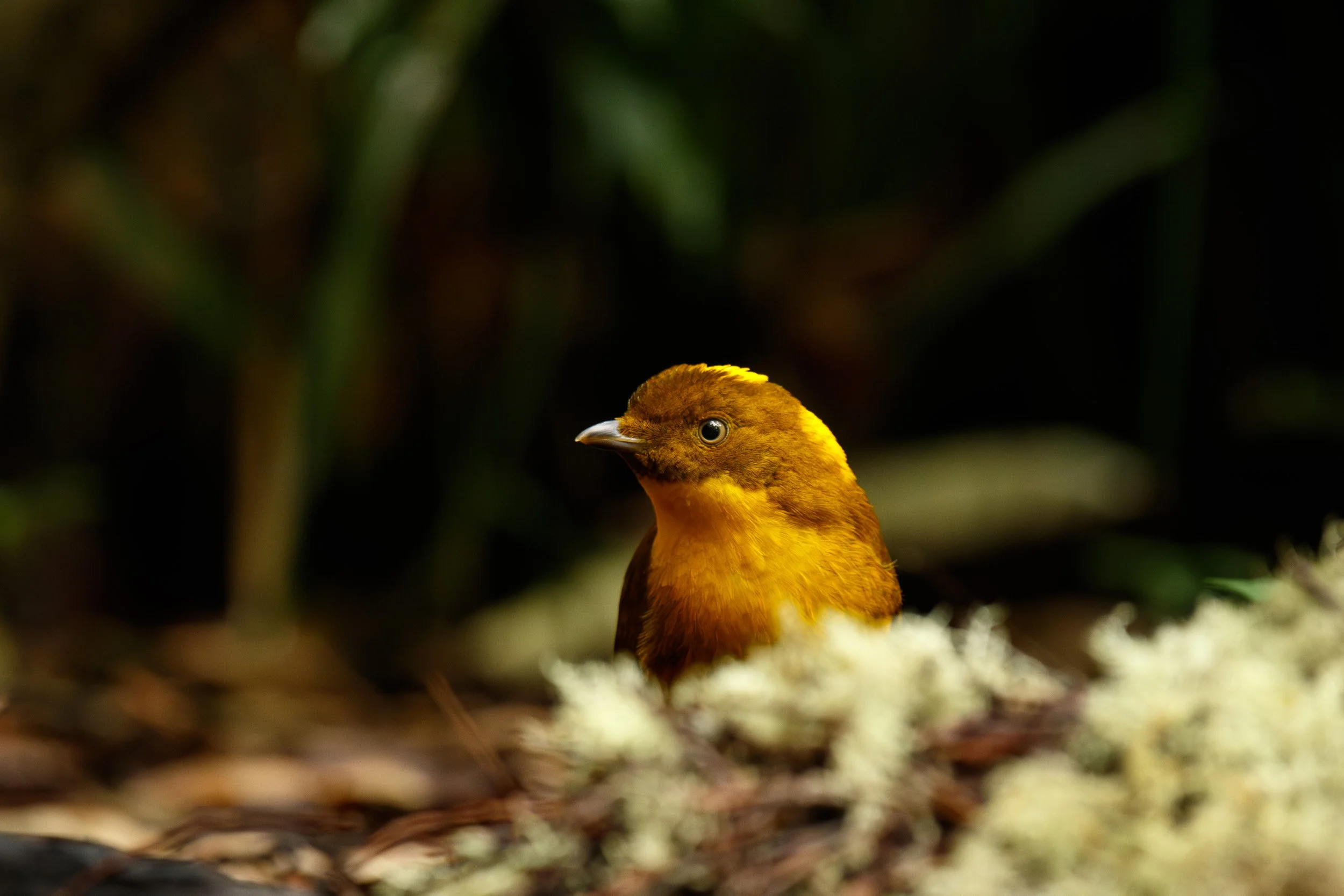 Golden Bowerbird, Lamb Range, Queensland.