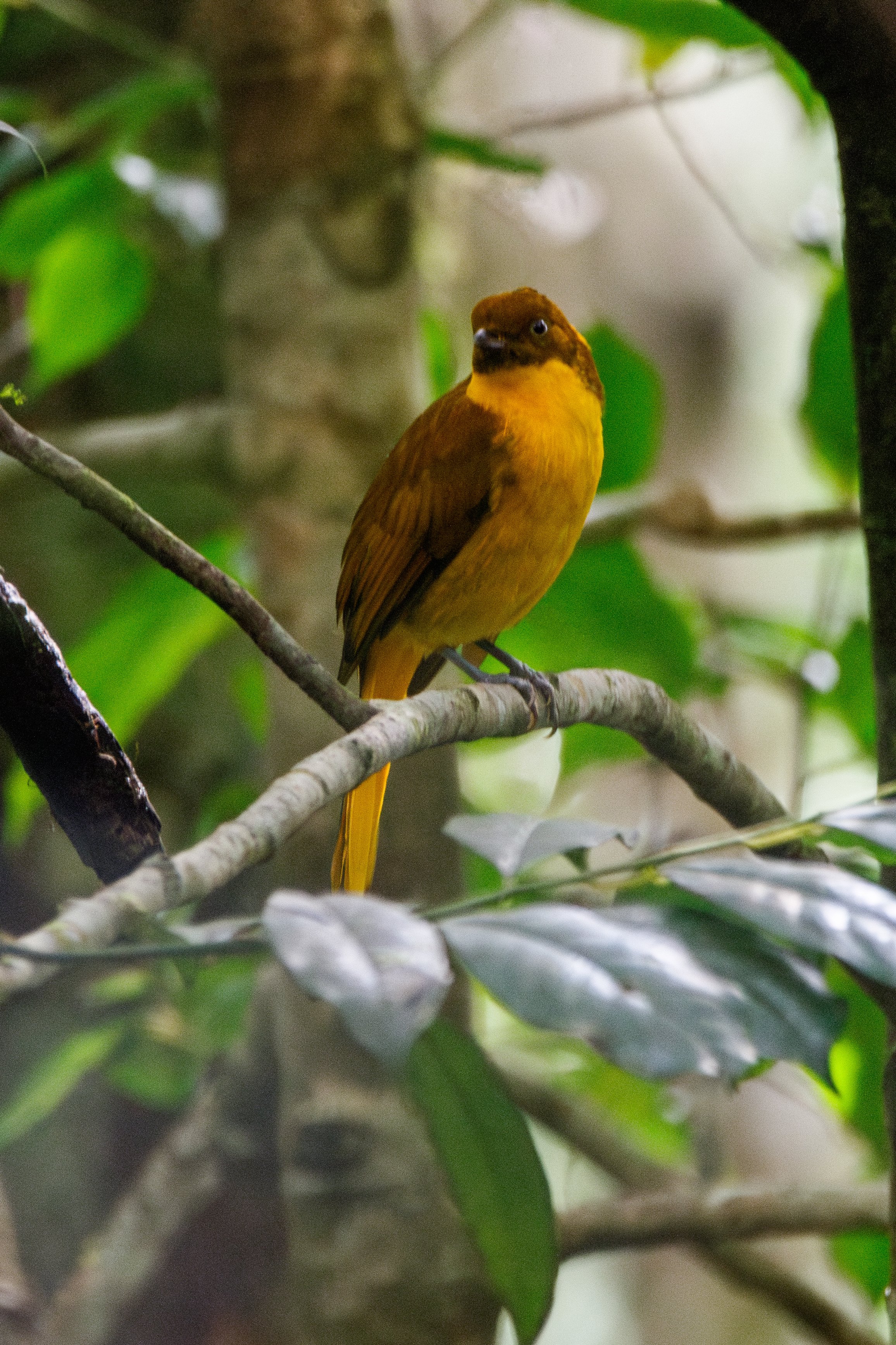 golden bowerbird
