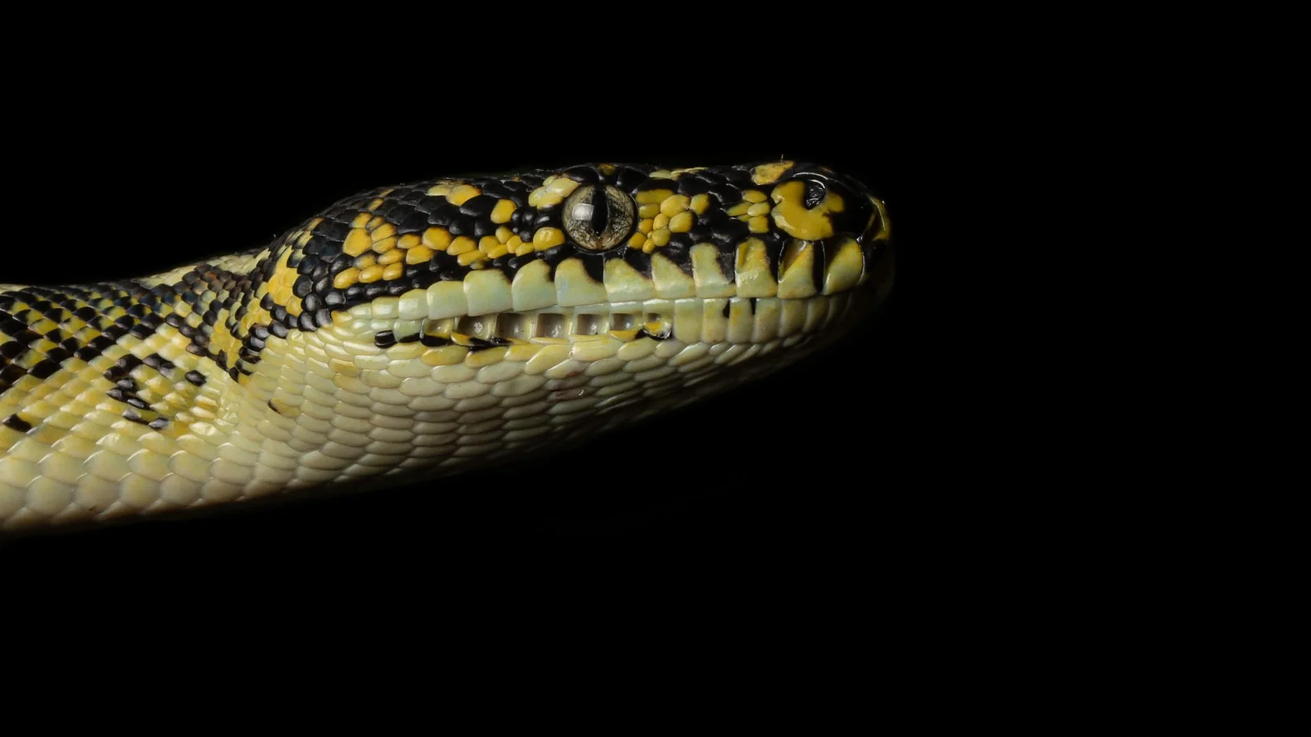 Diamond Python, Smiths Lake, New South Wales.