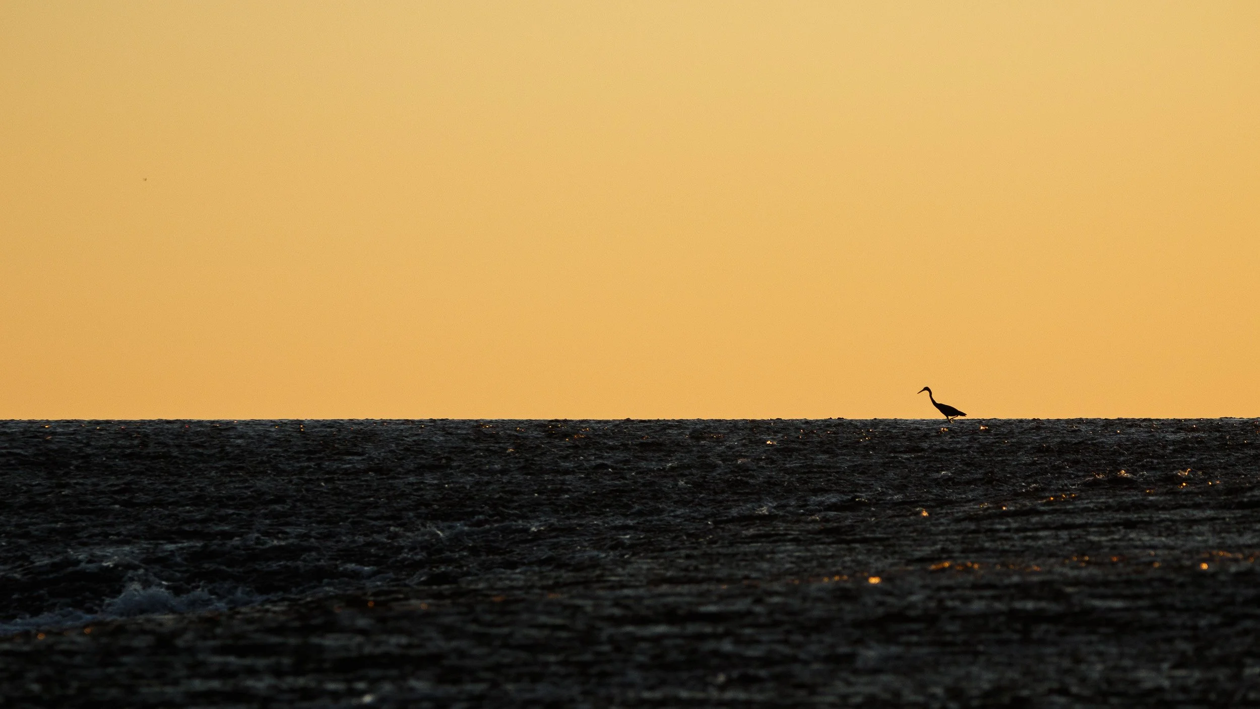 Eastern Reef Egret, Montgomery Reef, Kimberley, Western Australia.