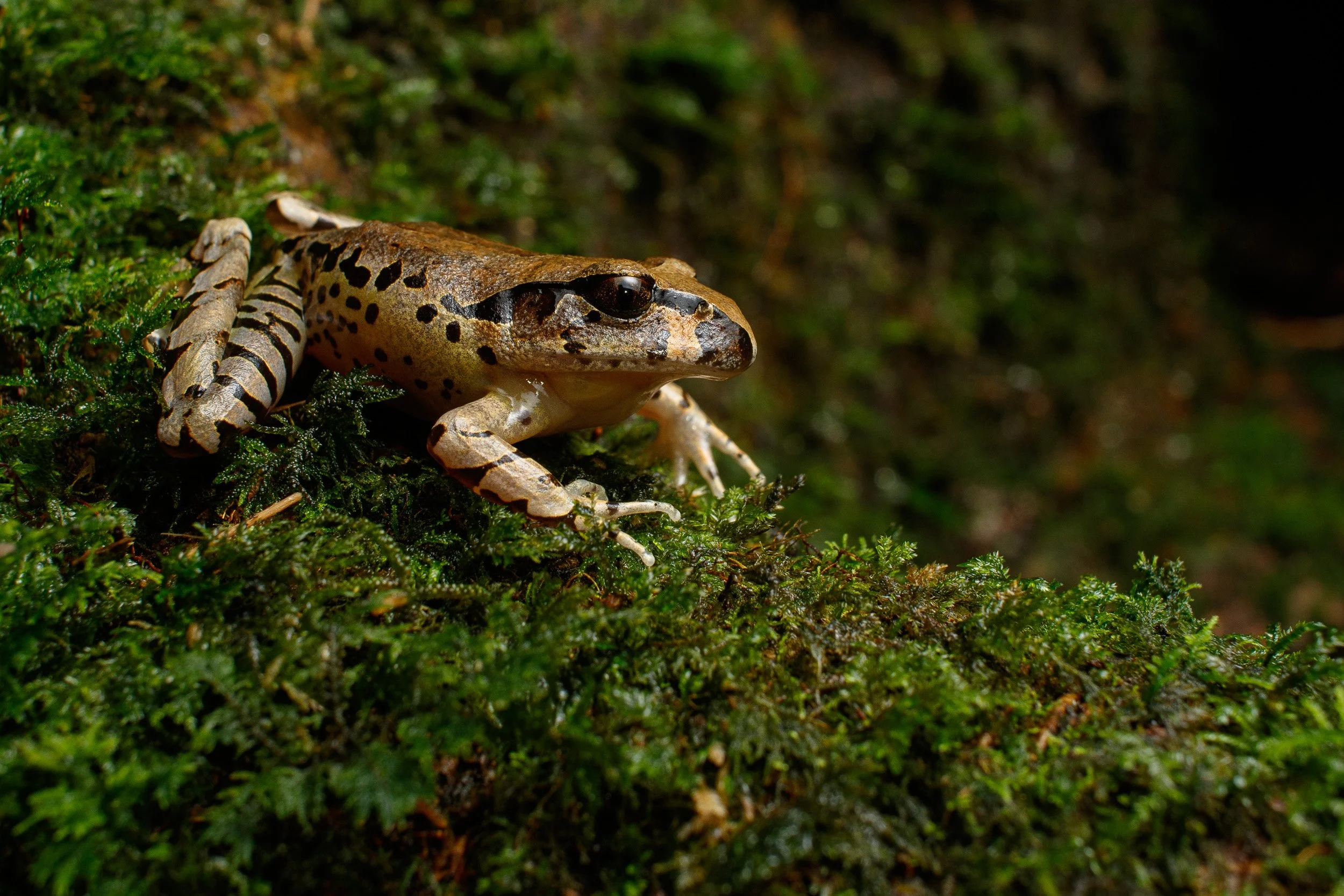 Fleay's Barred Frog, Tooloom, New South Wales.