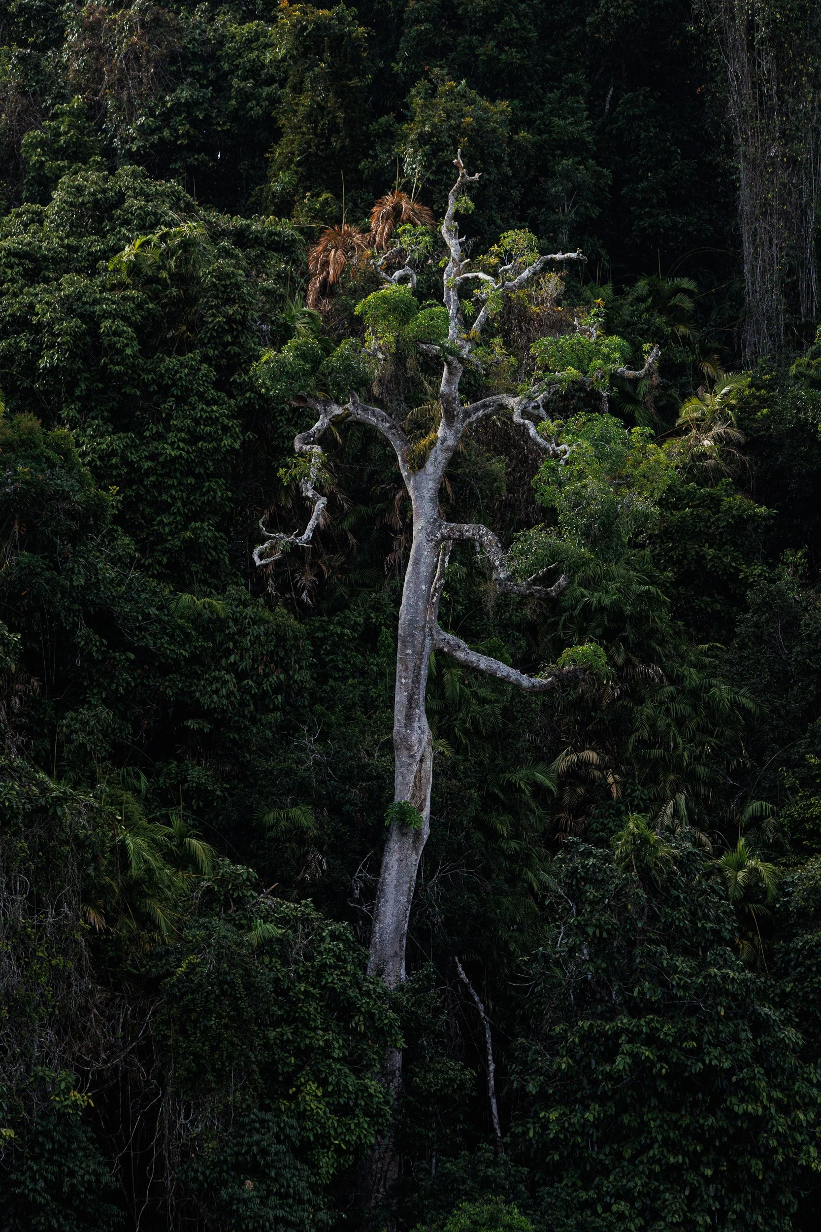 A pale tree in the rainforest.