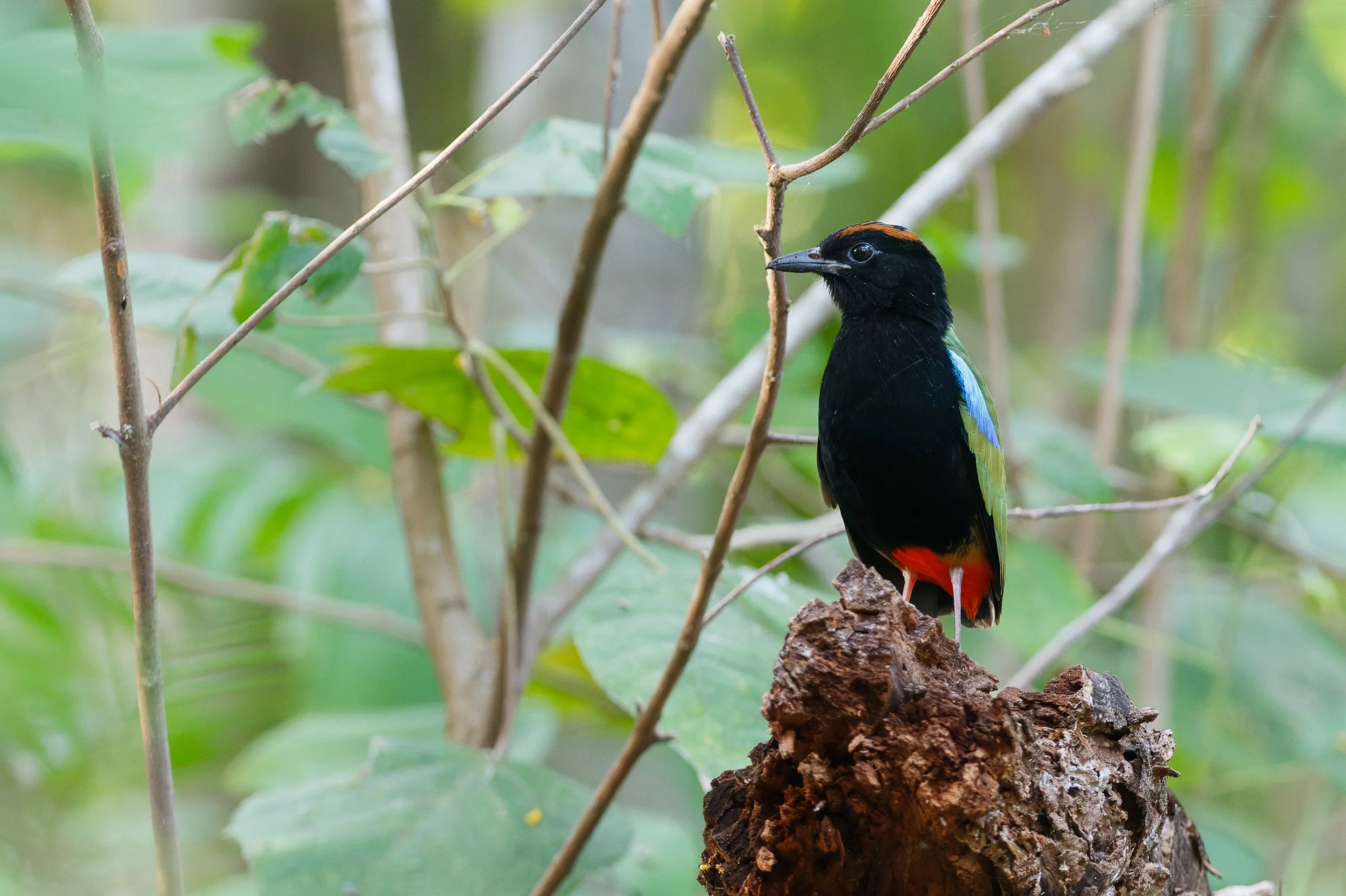 Rainbow Pitta, Howard Springs, Northern Territory.