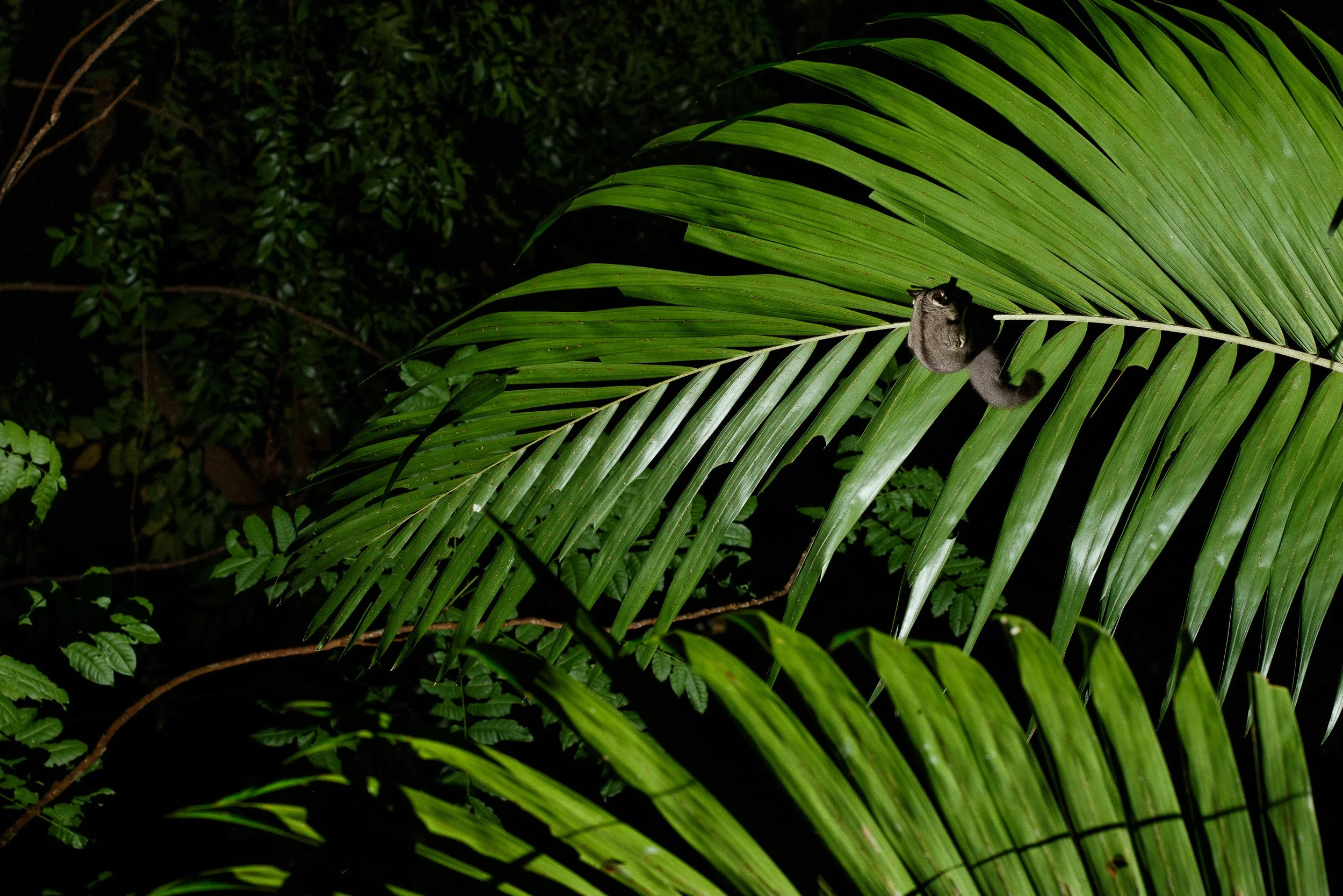 Sugar Glider, Nightcap National Park, New South Wales.