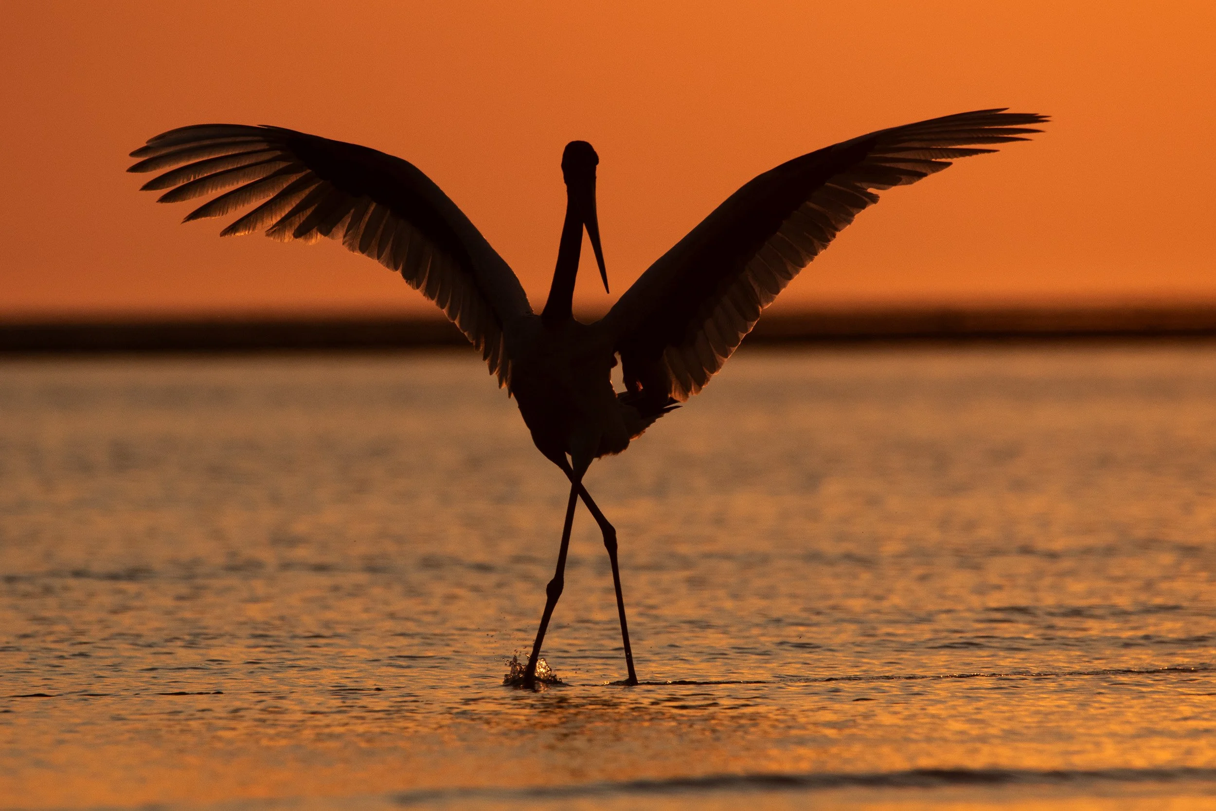 Black-necked Stork, Darwin, Northern Territory.
