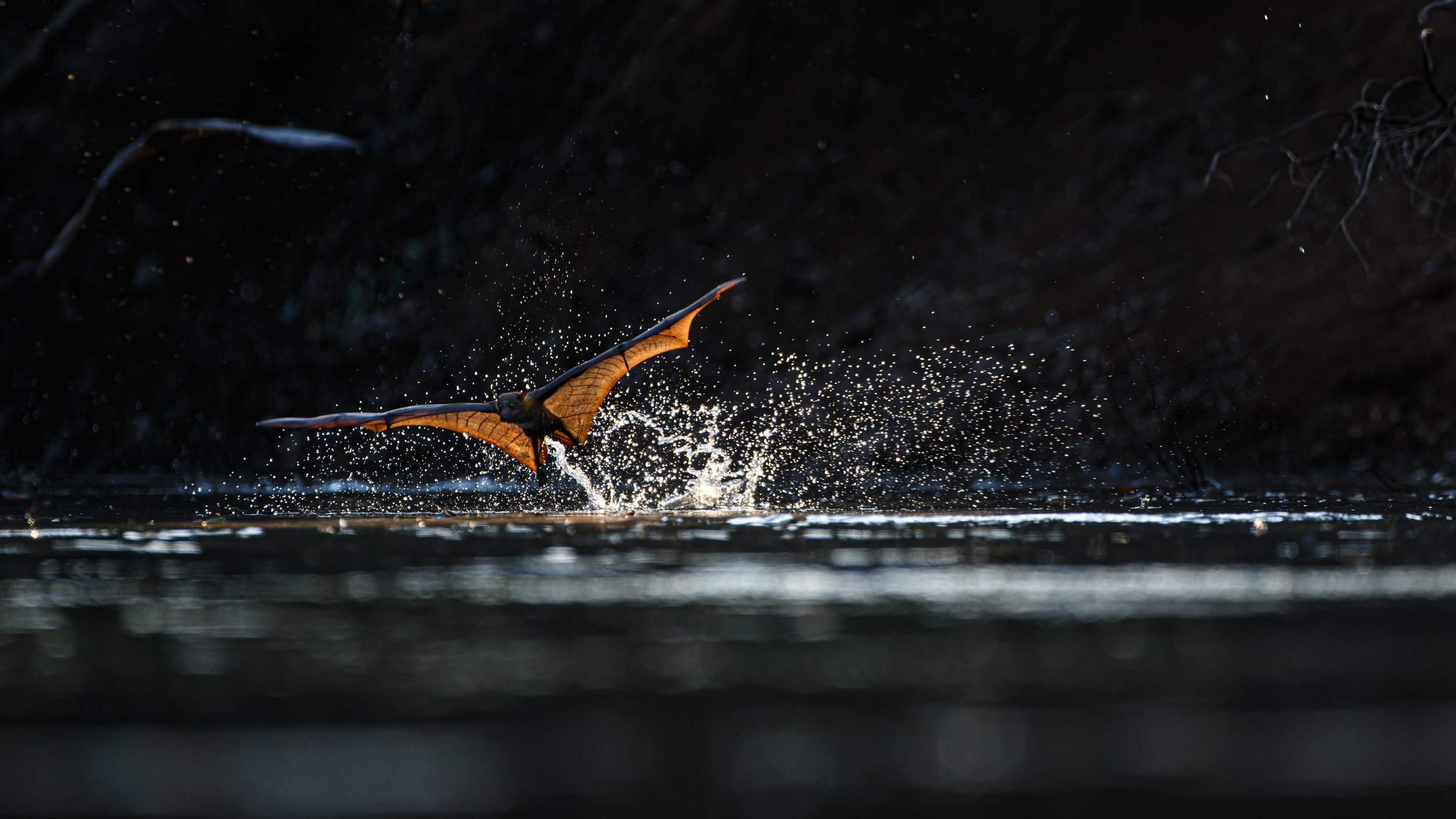 Murray Kelman Photography - image-75.jpg
