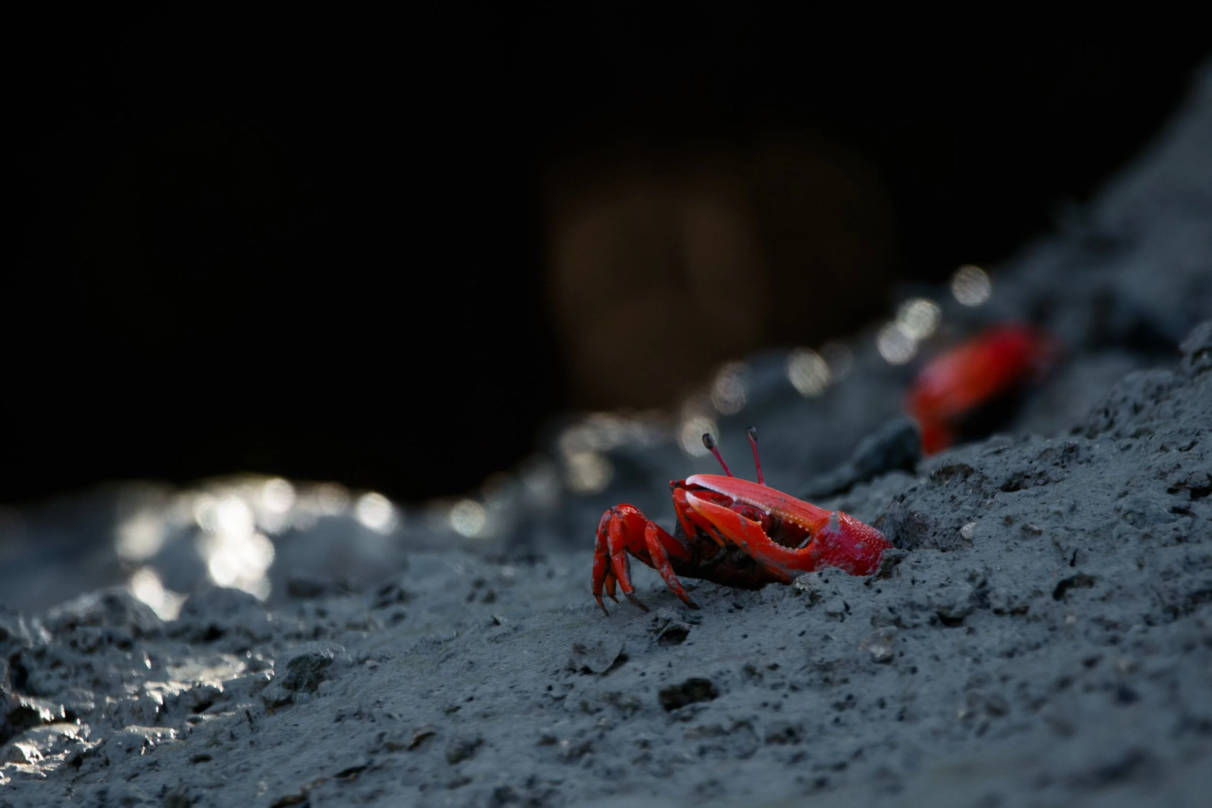Fiddler Crabs
