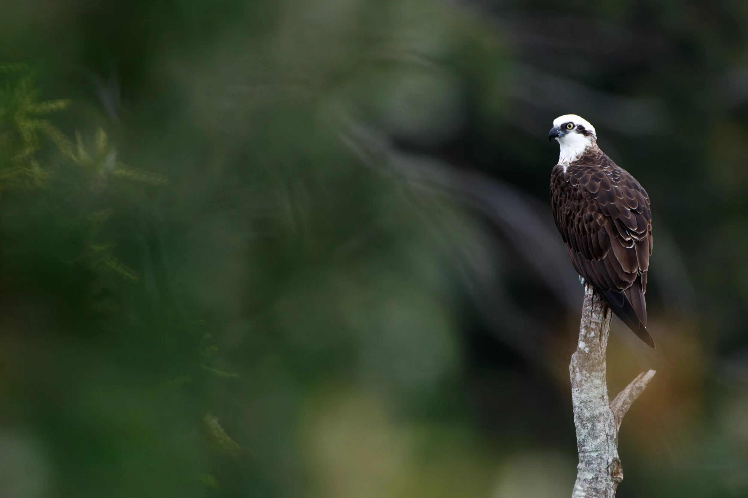 Eastern Osprey, Yuraygir National Park, New South Wales.