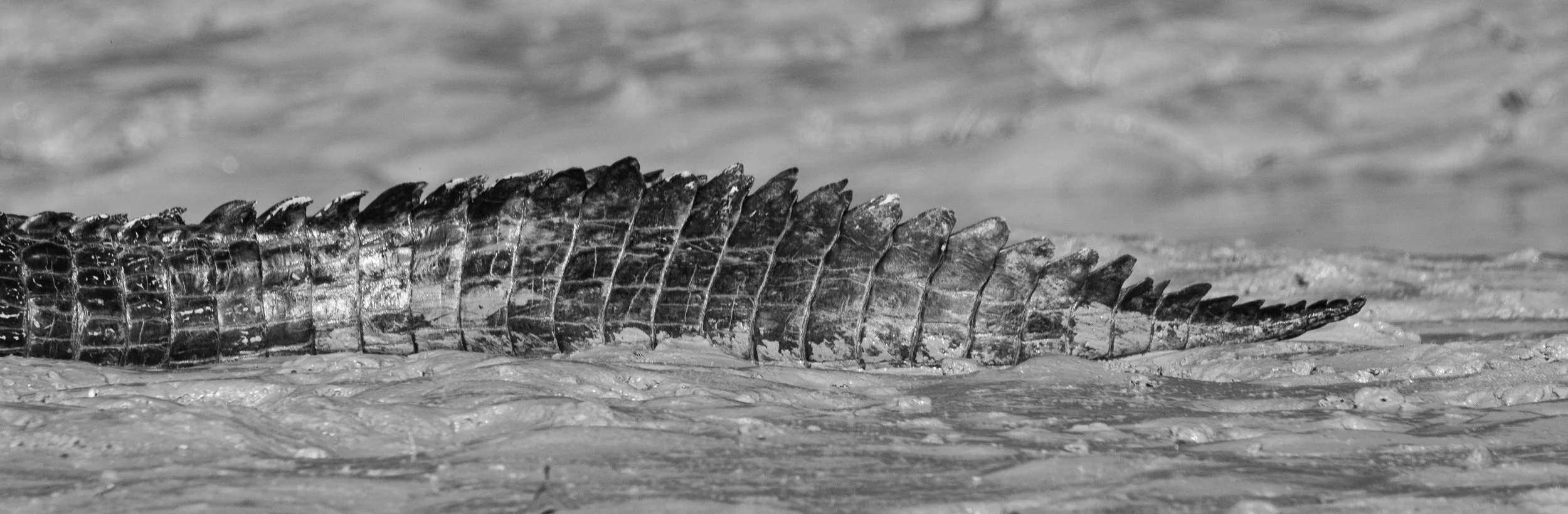 Croc tail