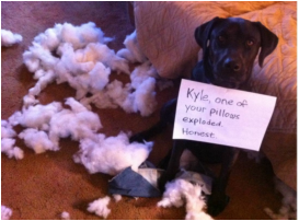 Help! My Dog Is Chewing Everything!