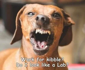 Why We Use Food to Train Dogs