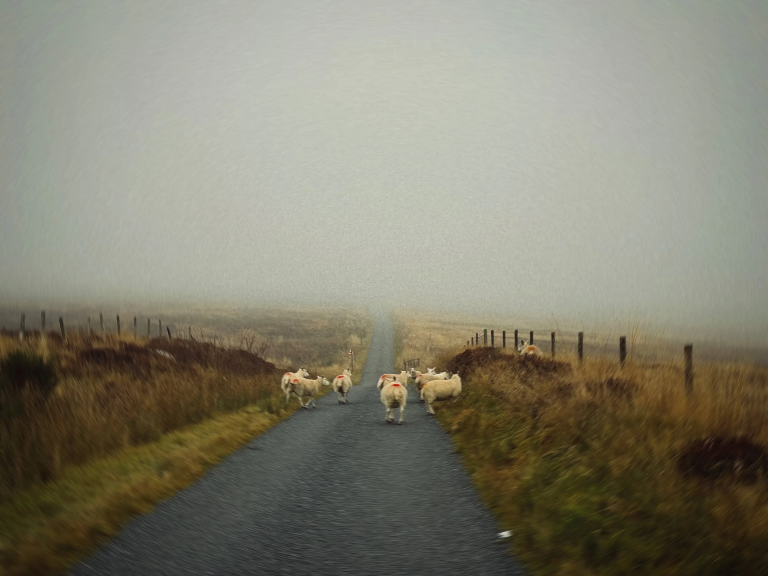 Sheep crossing a rural road on a foggy day with grassy fields and fences on either side.