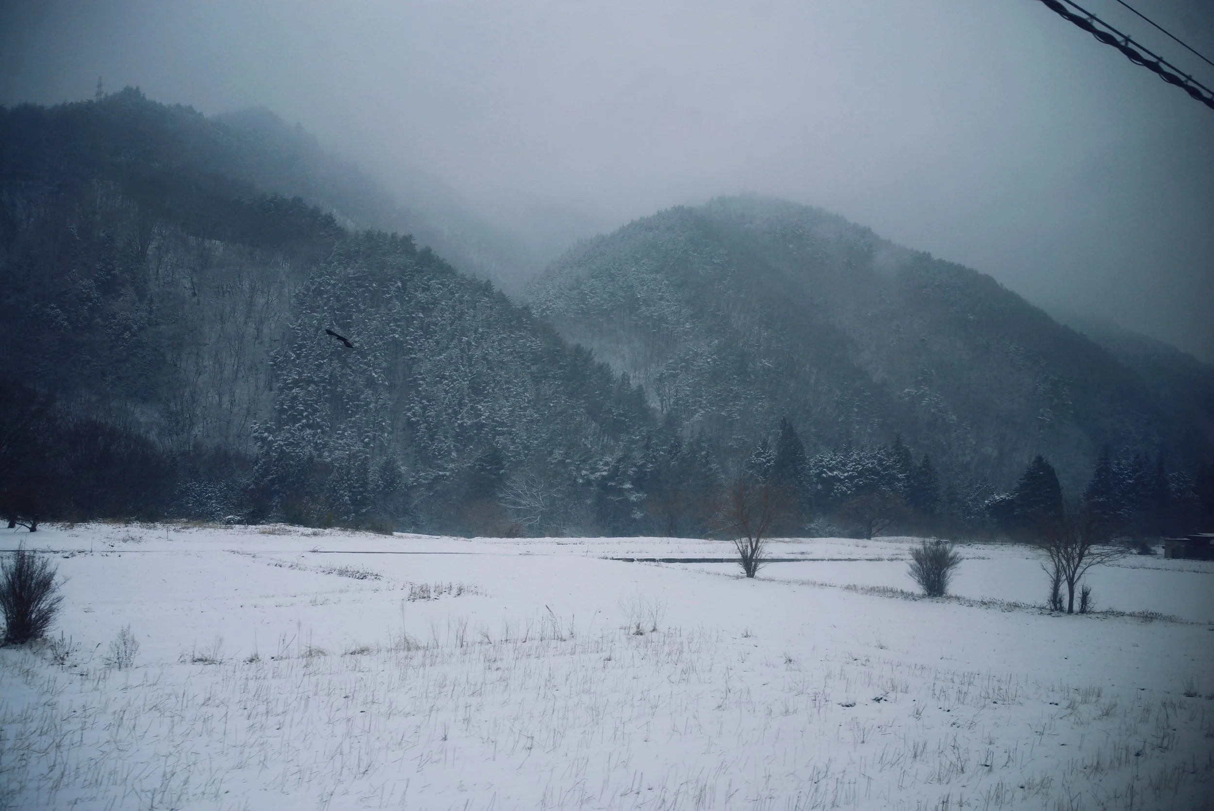 Snow-covered field with leafless trees, forested hills in the background, and a dark bird flying in the cloudy sky.