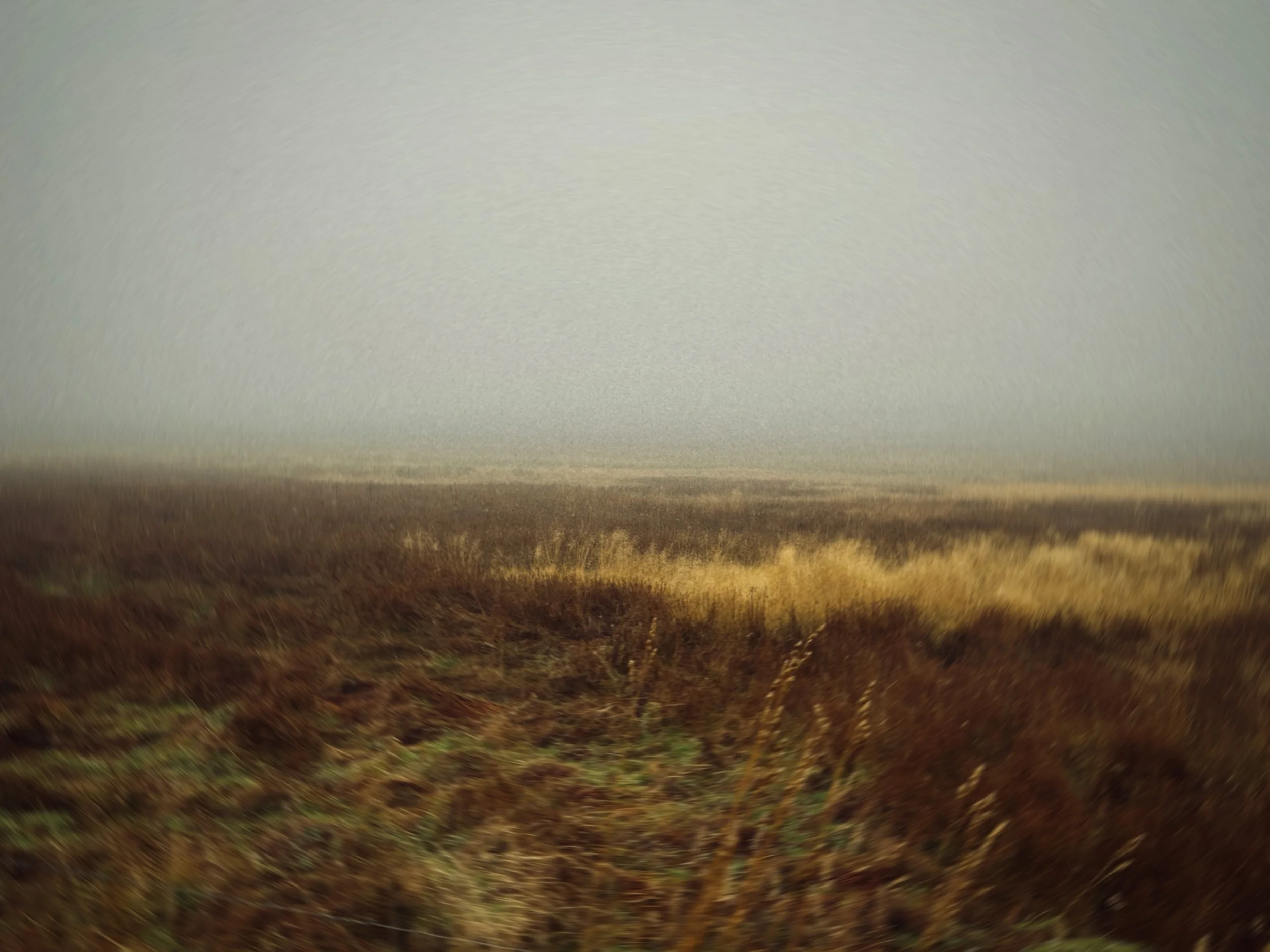 A vast open field of tall, dry grass with a hazy, overcast sky above.