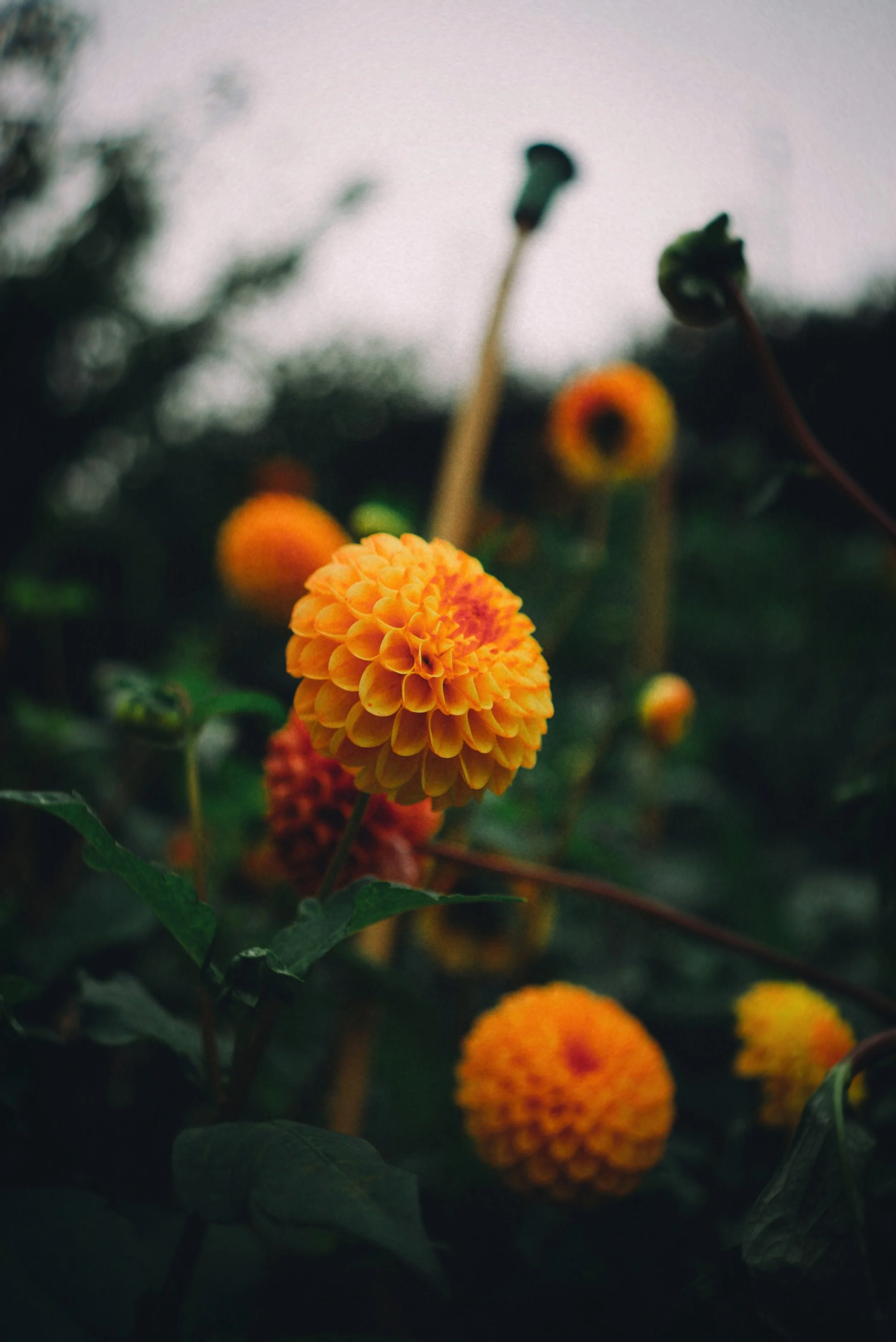 IMG_2513_polarr.JPEG