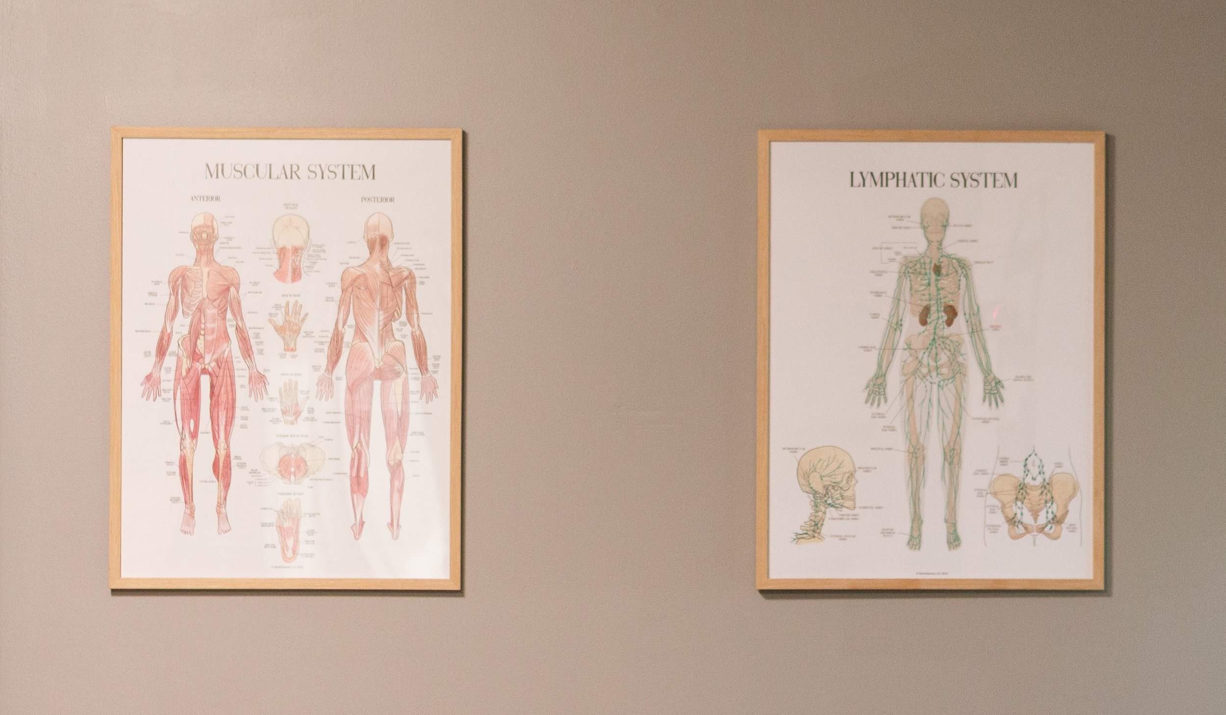 zoom in touch bodywork studio massage room anatomy posters.jpg