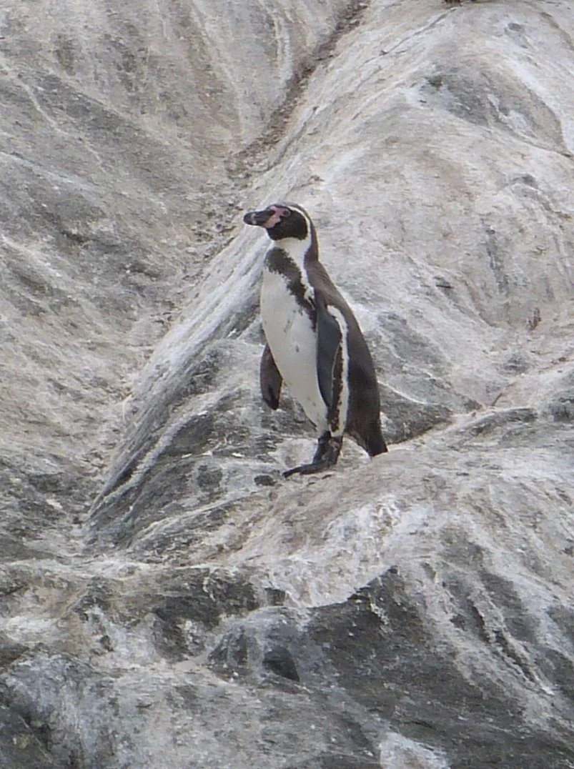 A penguin standing on rocky terrain with gray and white textures.