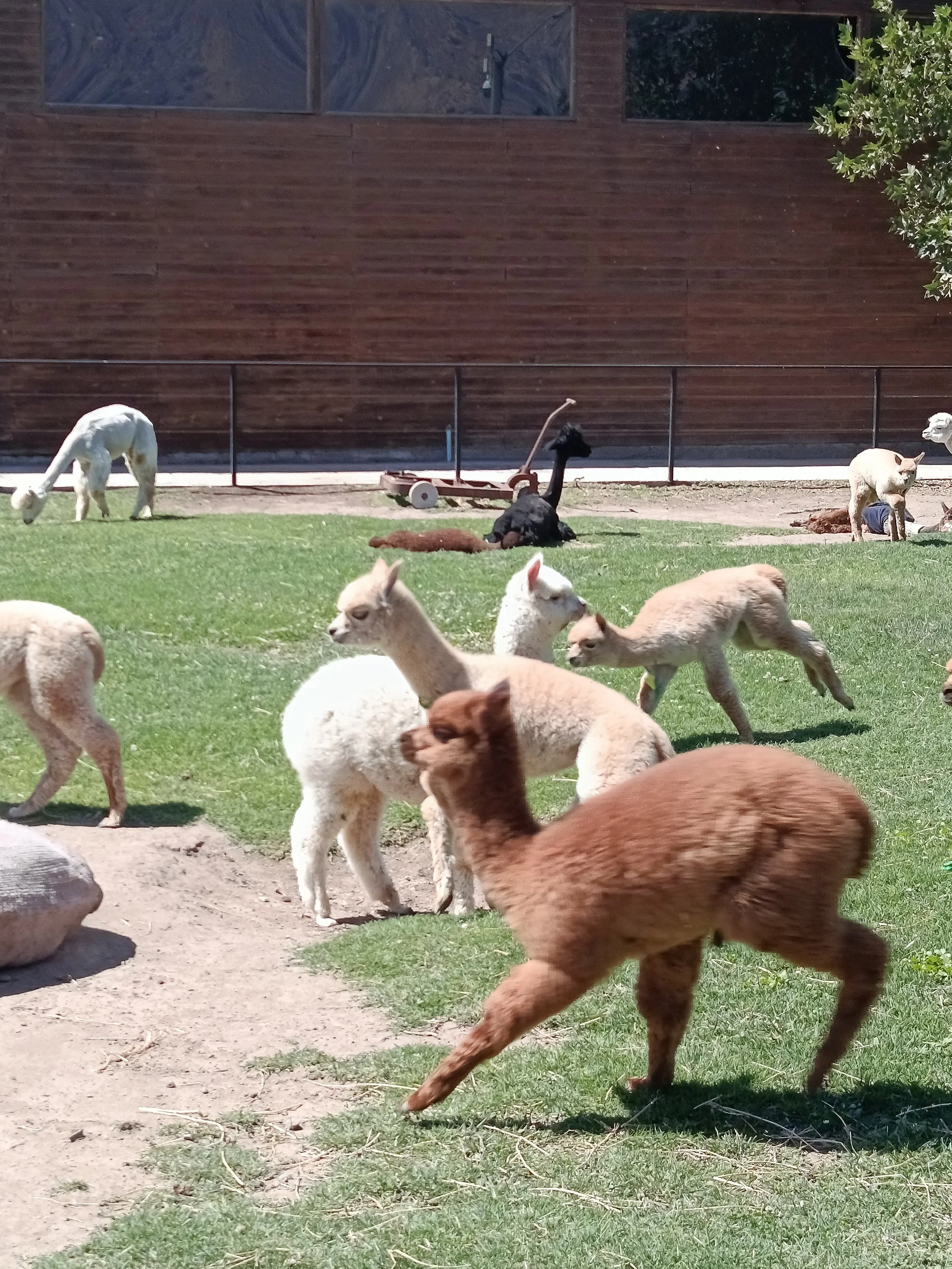 Group of alpacas and llamas grazing and resting in a grassy outdoor area near a wooden building with windows.